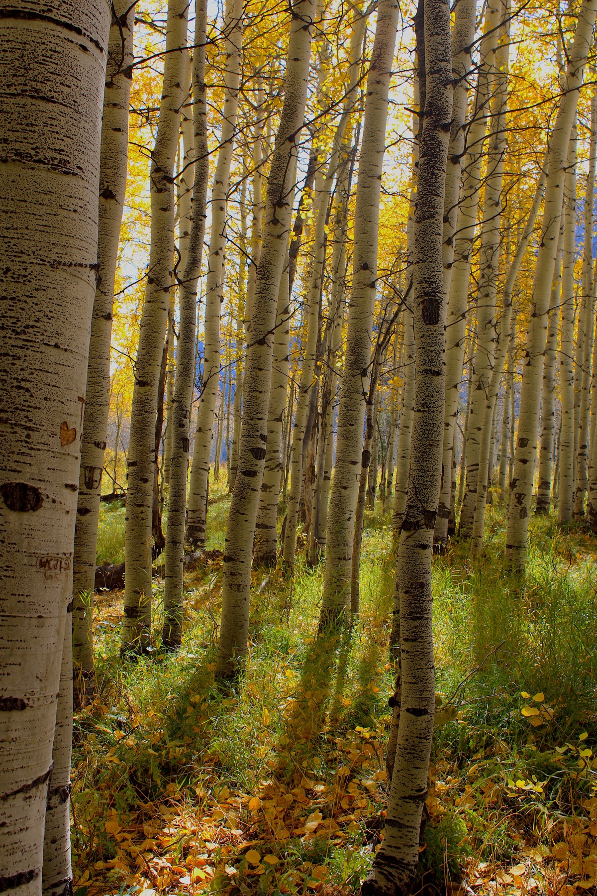 Aspens: shapes and shadows