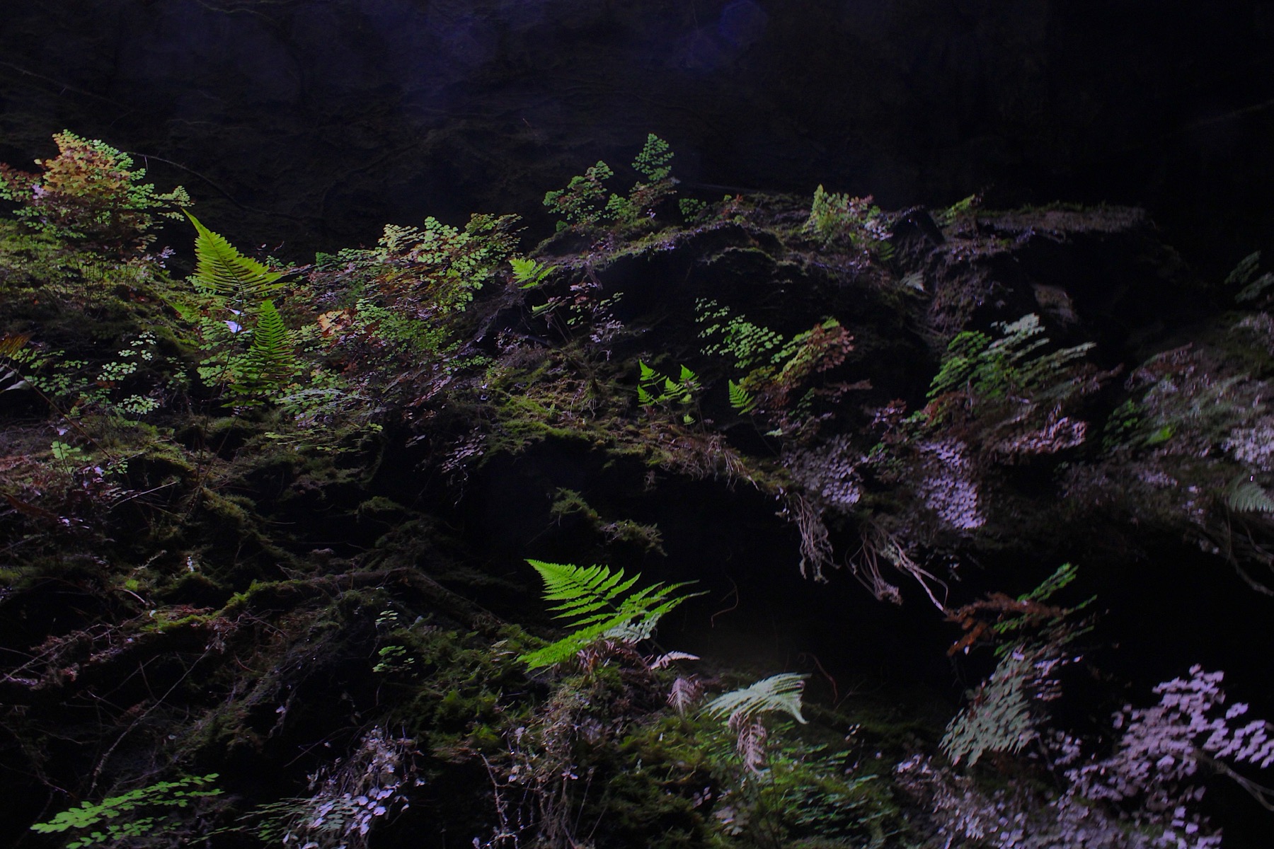 Cave plants, Hawaii