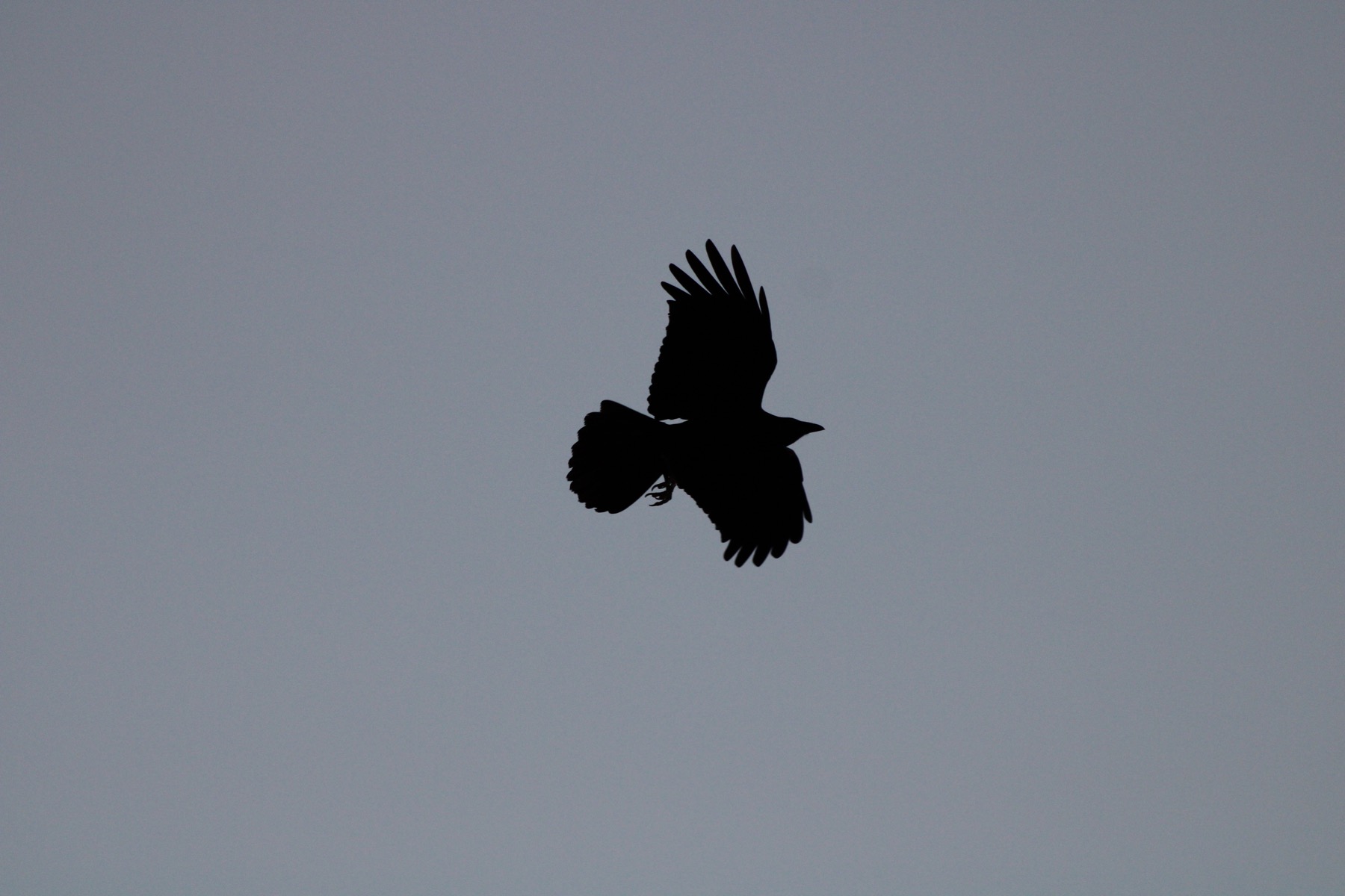 Crow flying