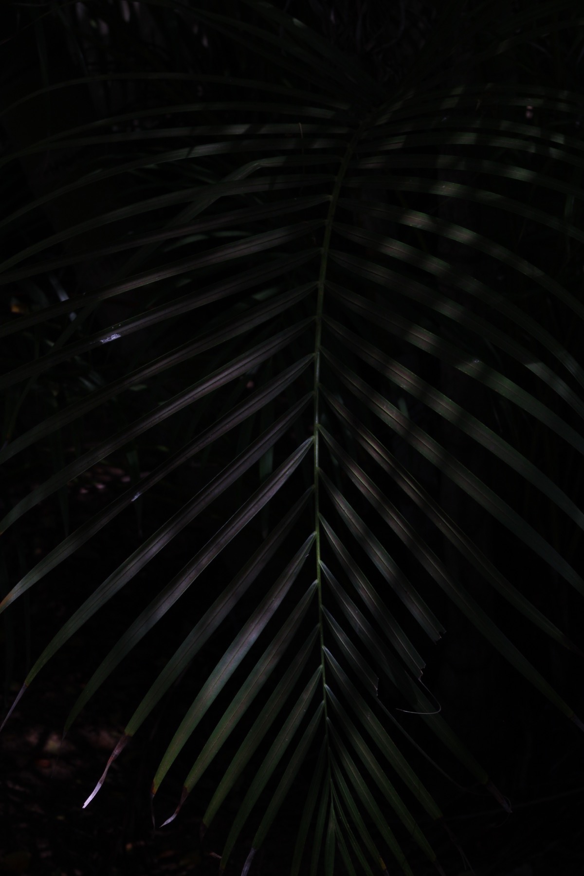 Dark palm