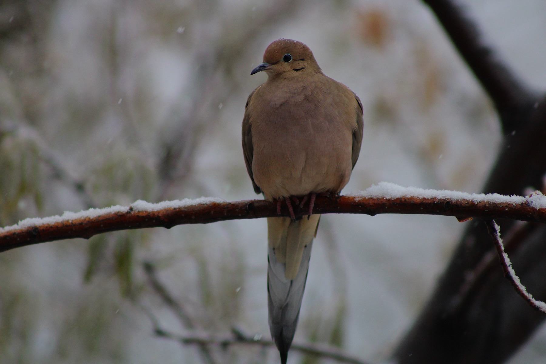 Dove in winter