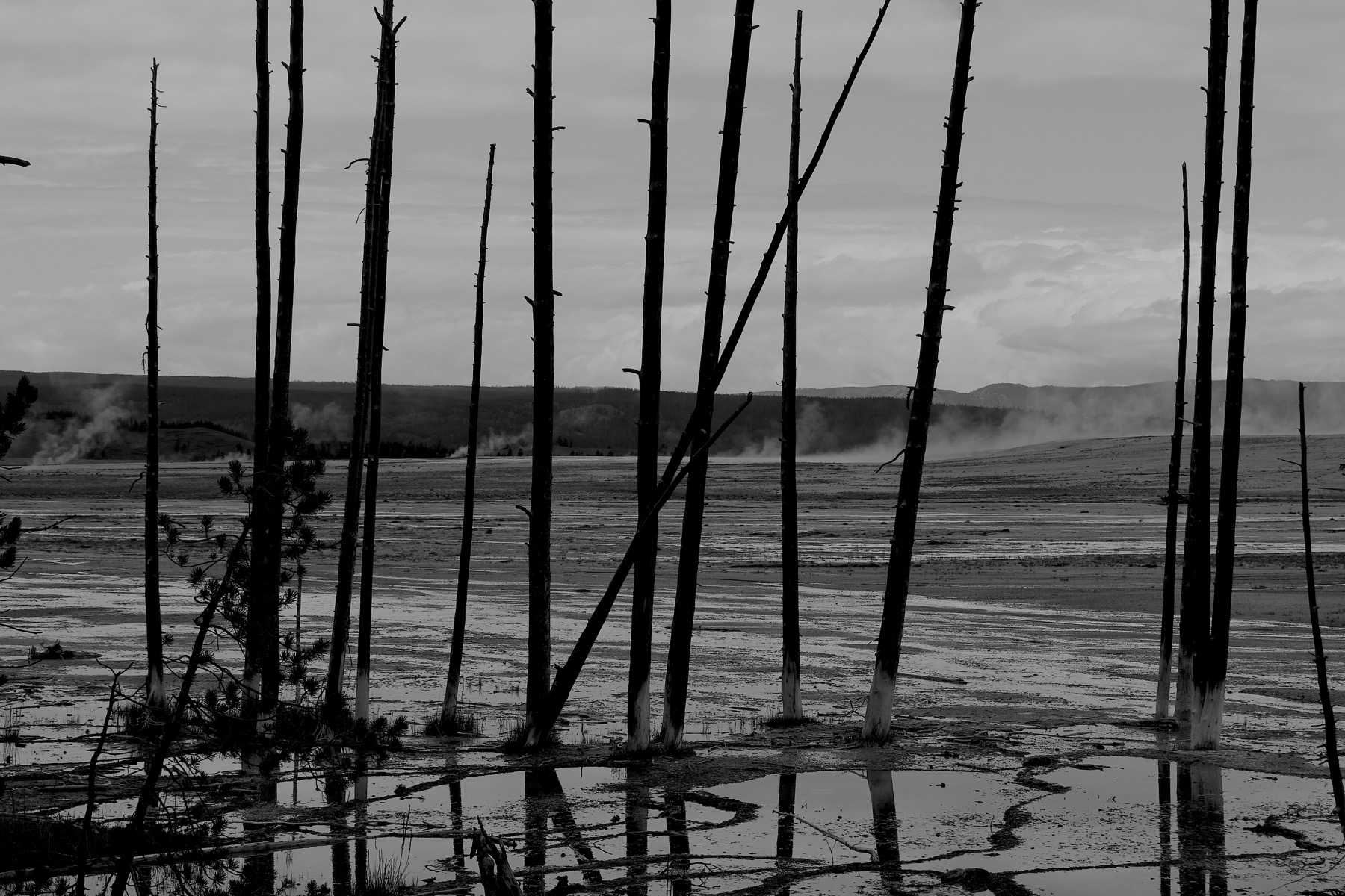Dying trees