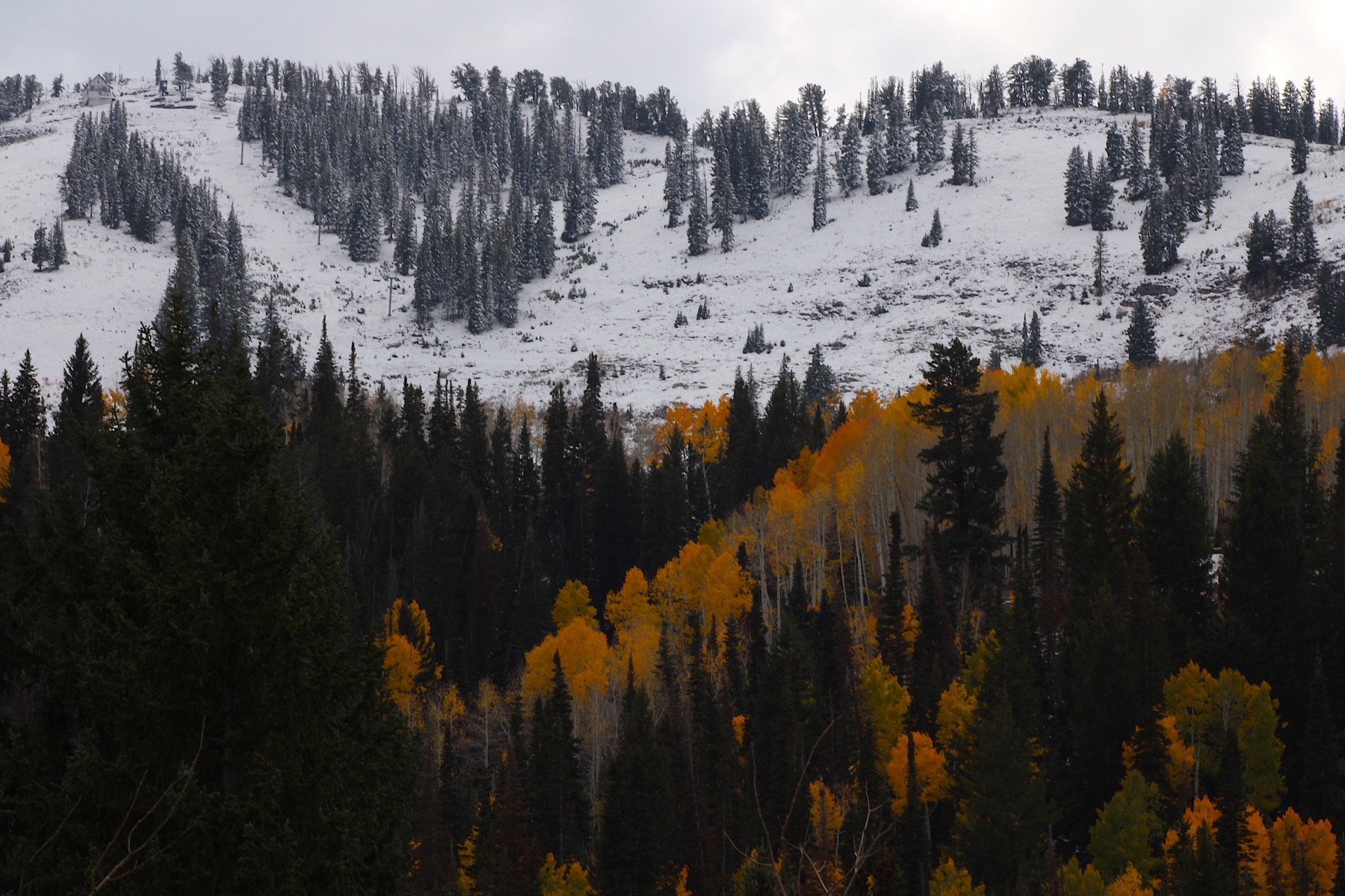 Fall / winter