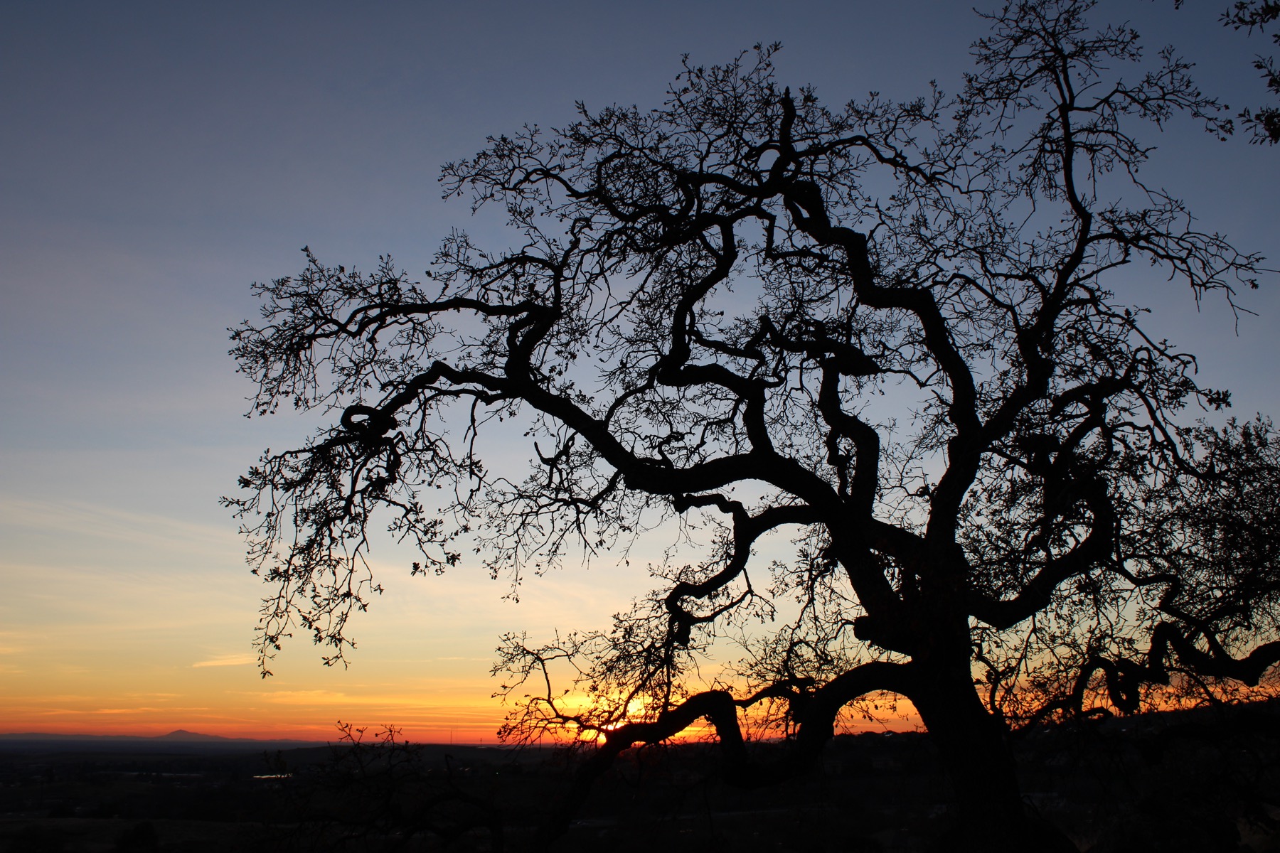 Major tree in Sacramento