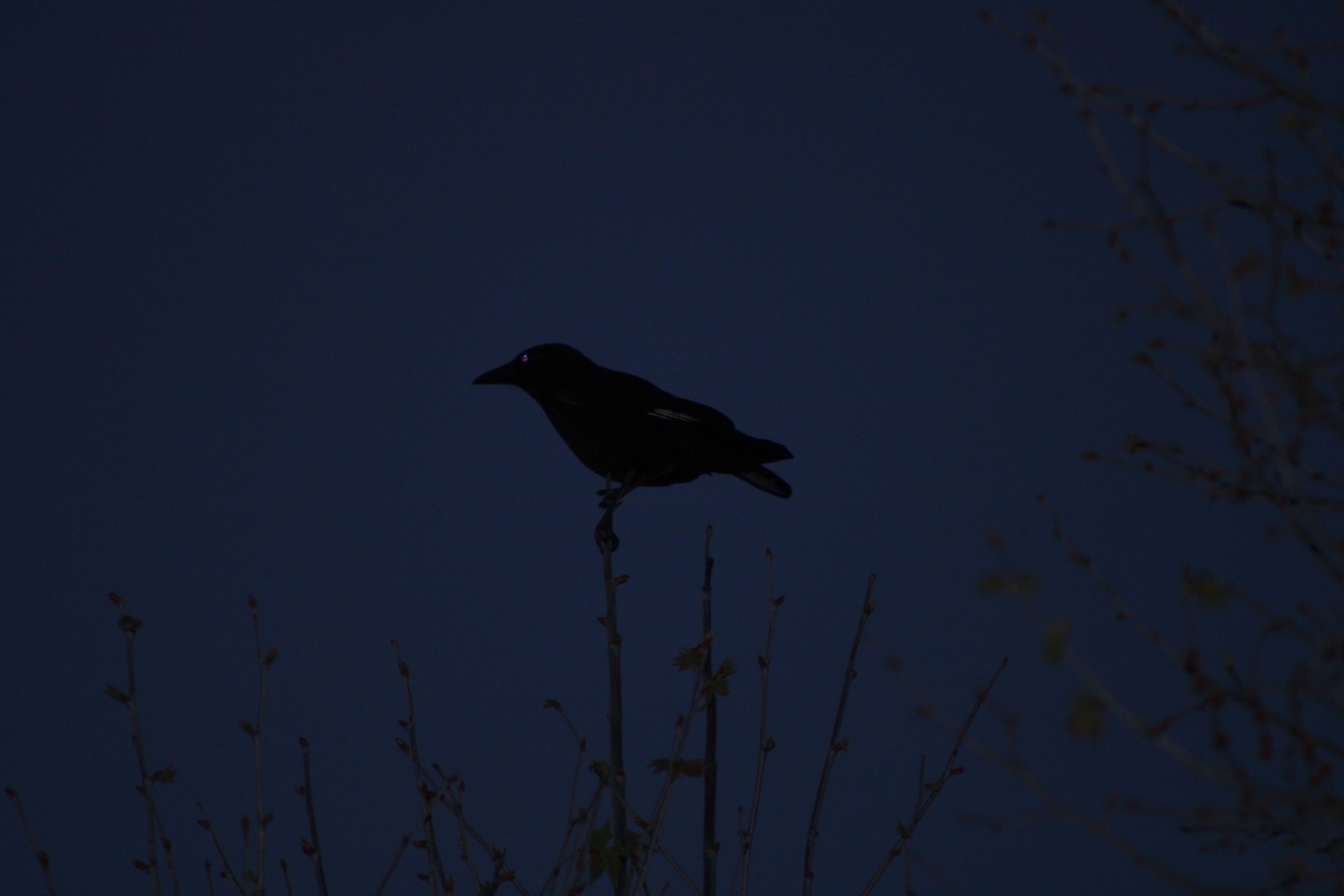 Night watcher