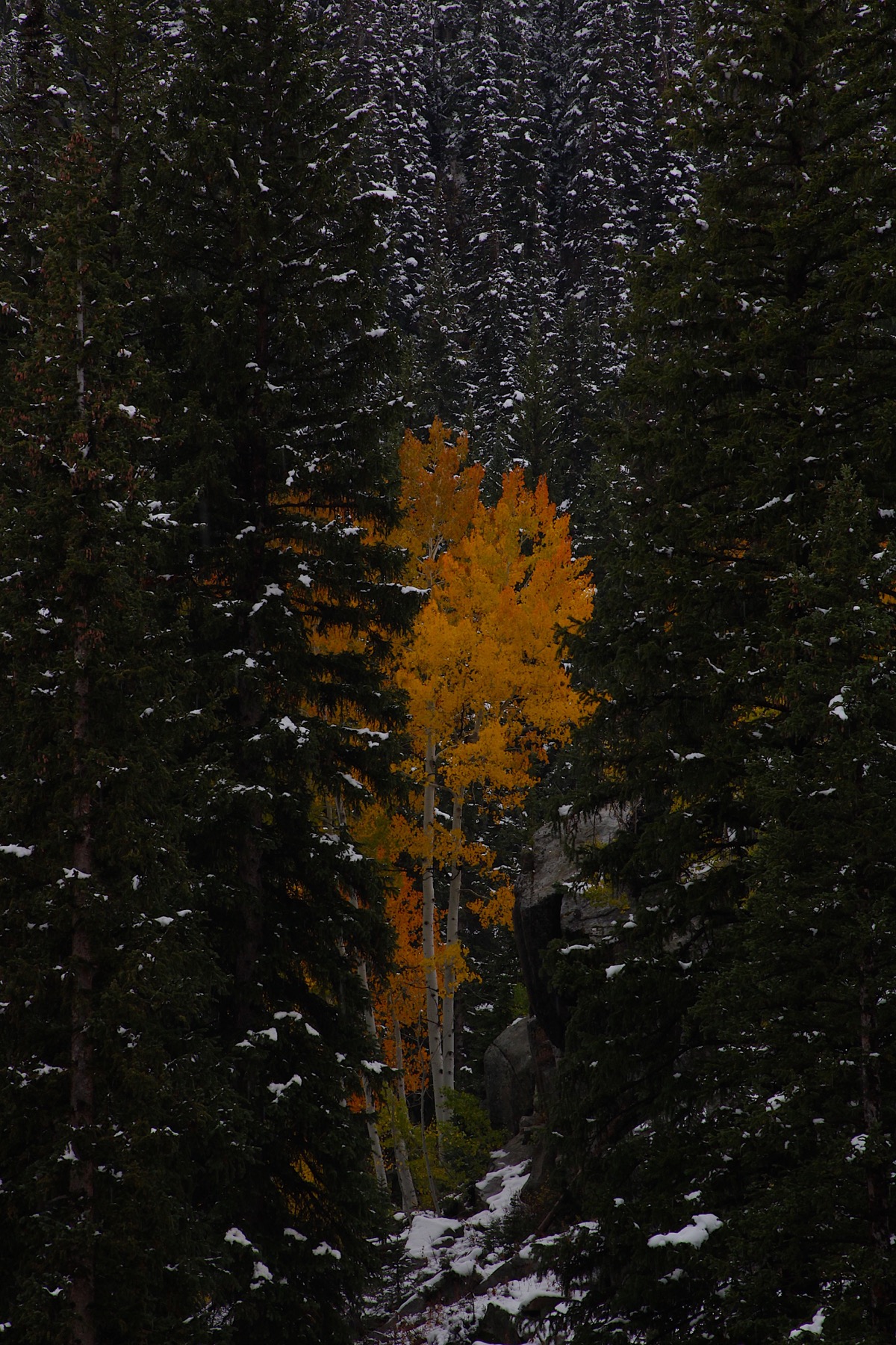 Orange tree, winter