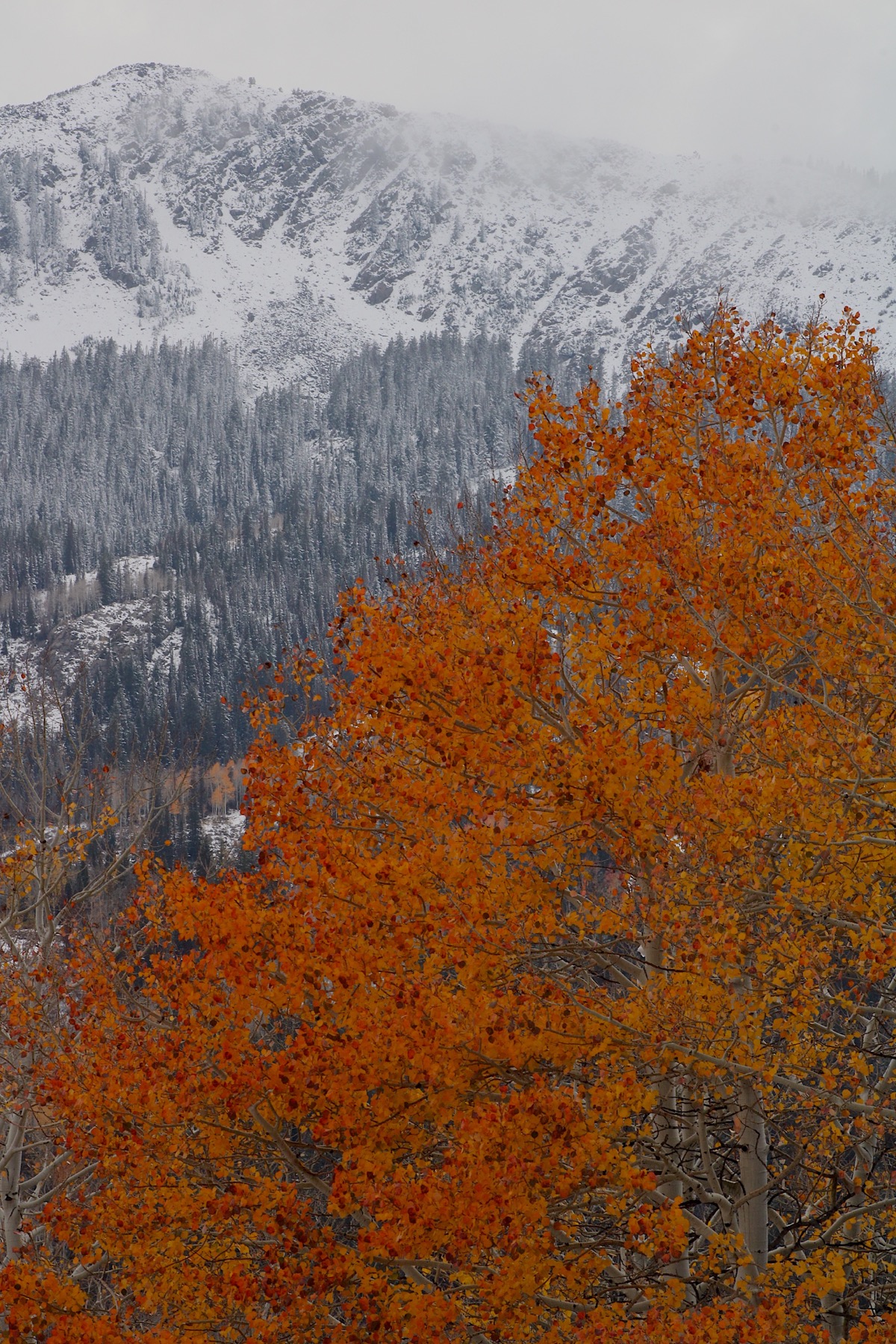 Red, fall, snow, mountain