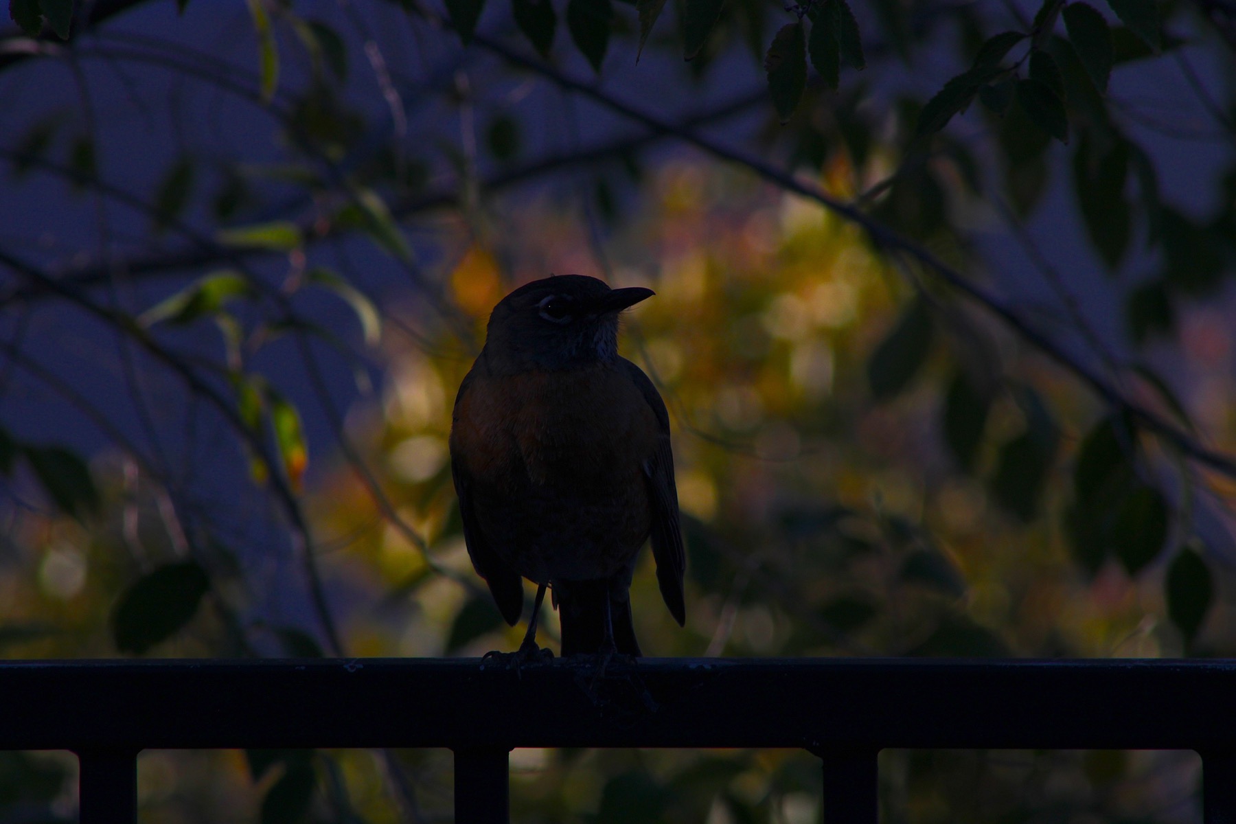 Robin