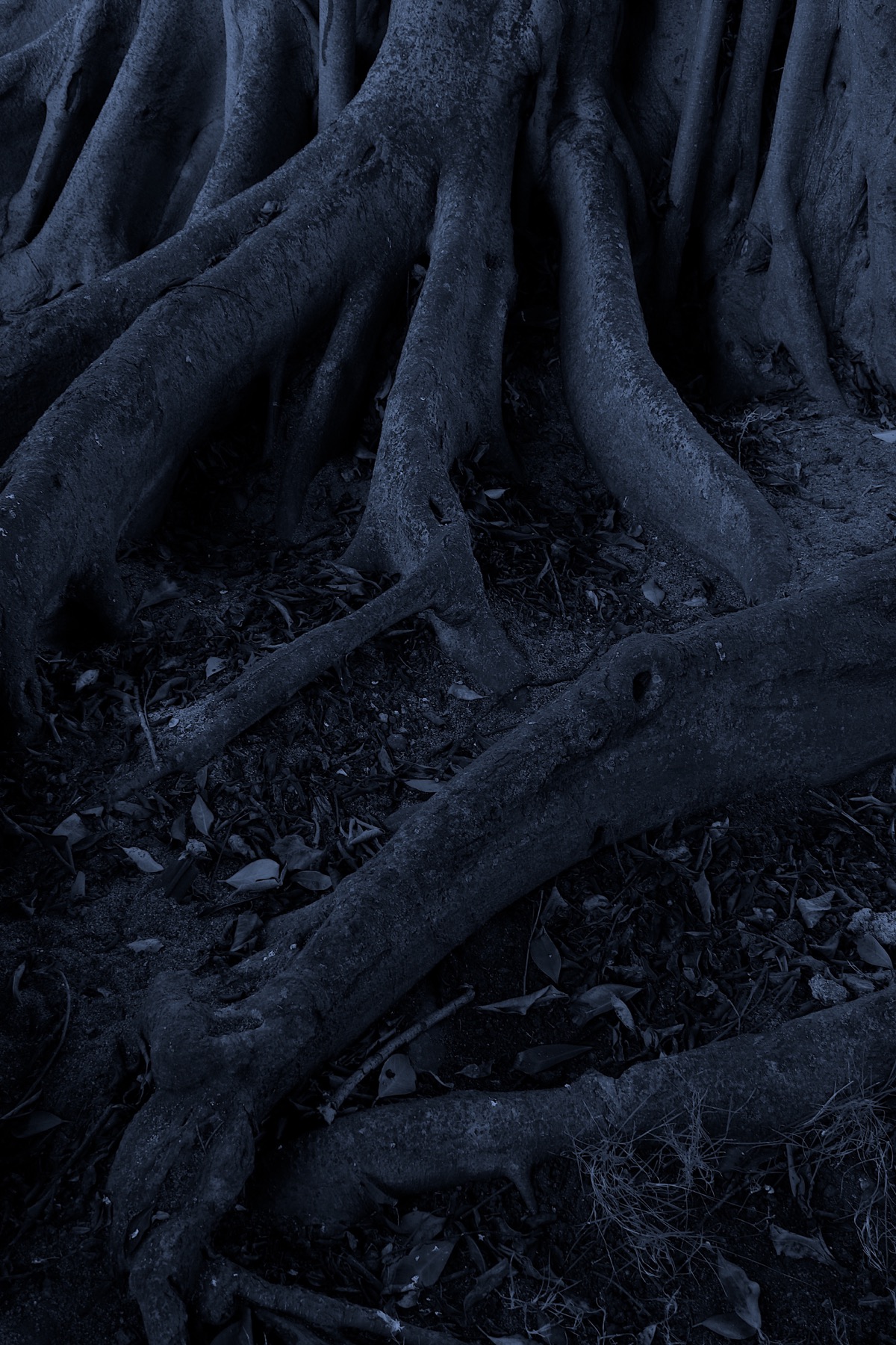 Roots