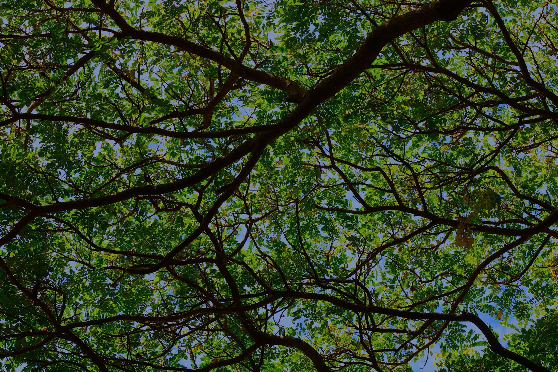 Tree canopy