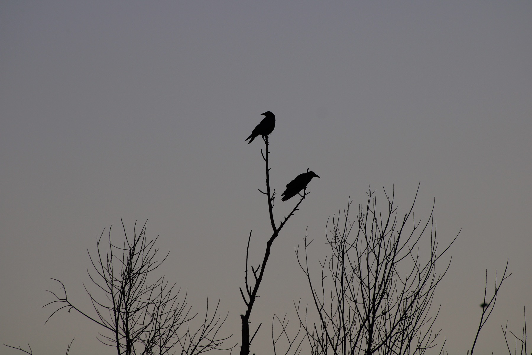 Twin crows