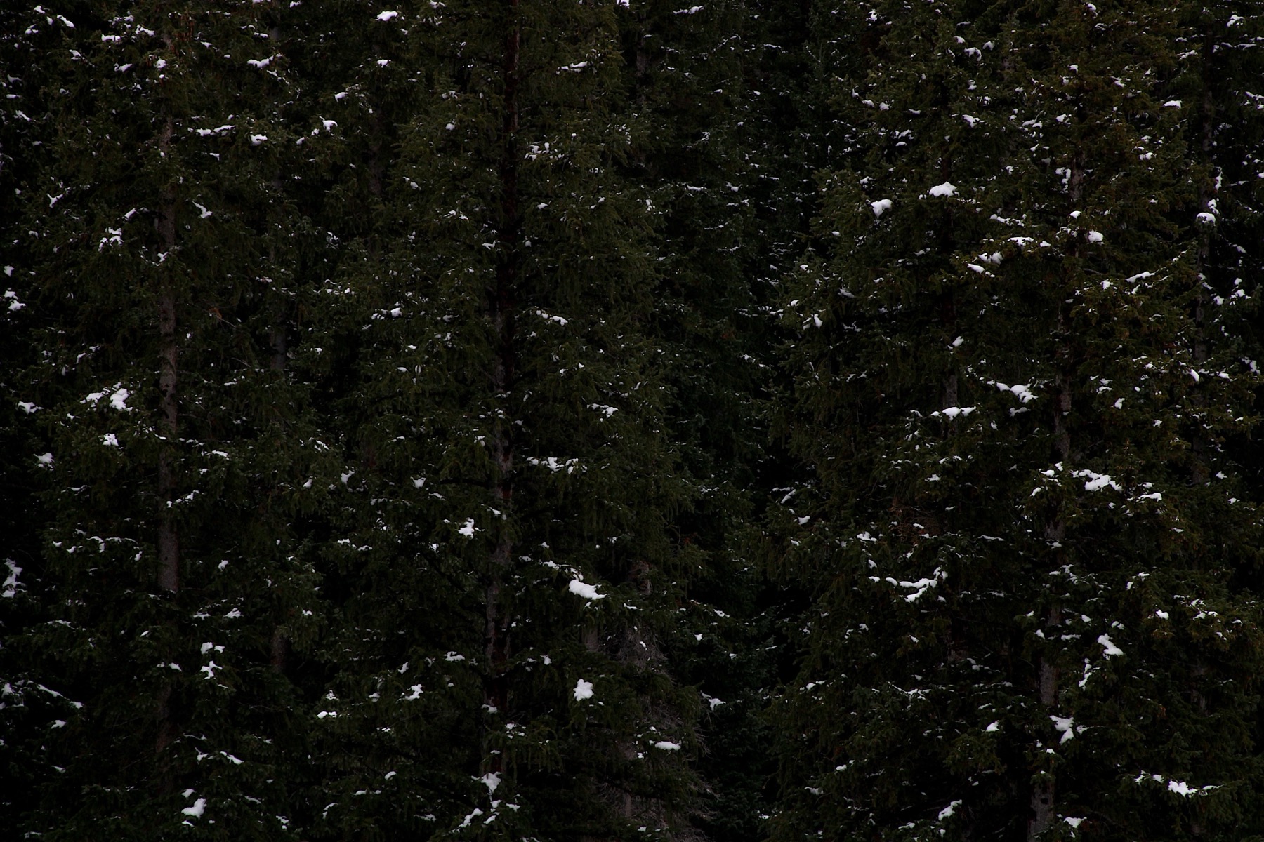 Wintergreens