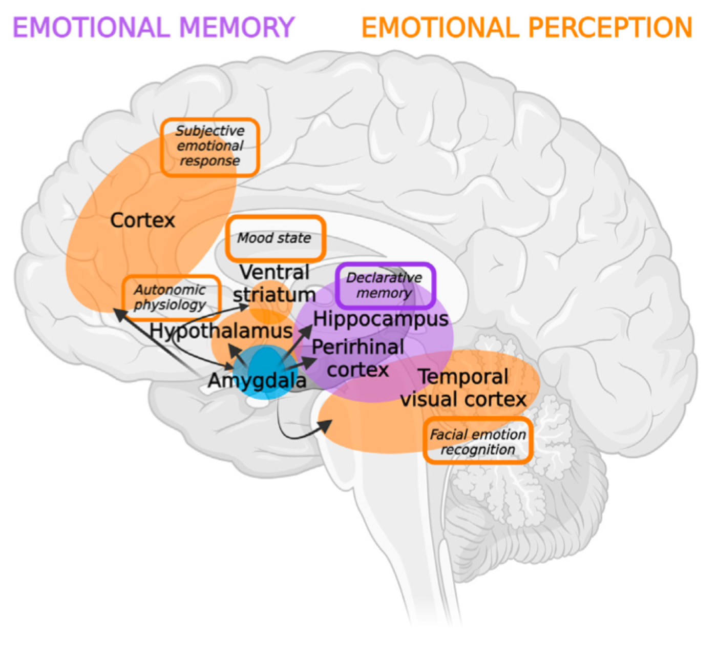 Figure illustrating the amygdala's influence on emotional memory and emotional perception across the brain