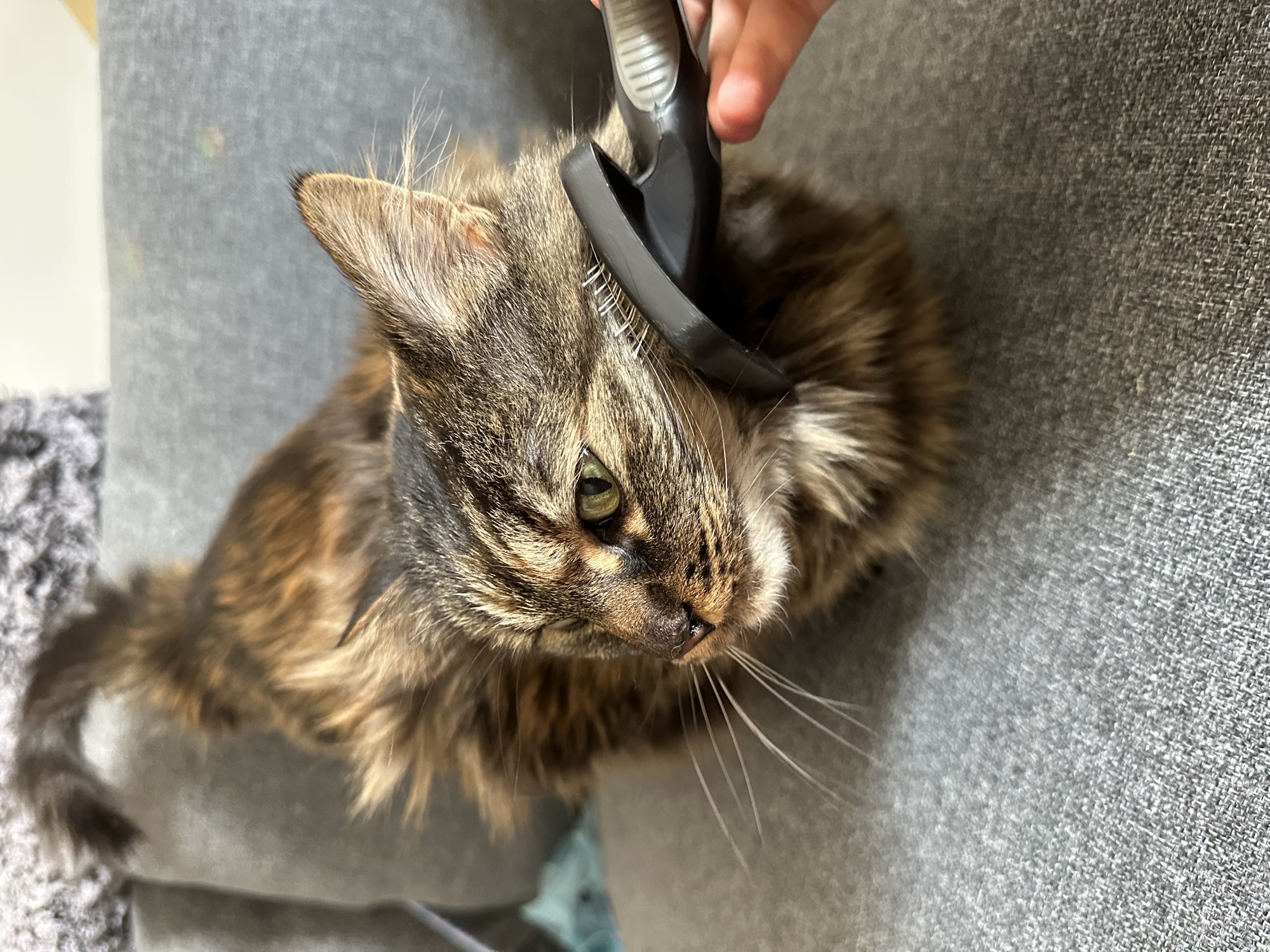 Foster cat Amy Adams