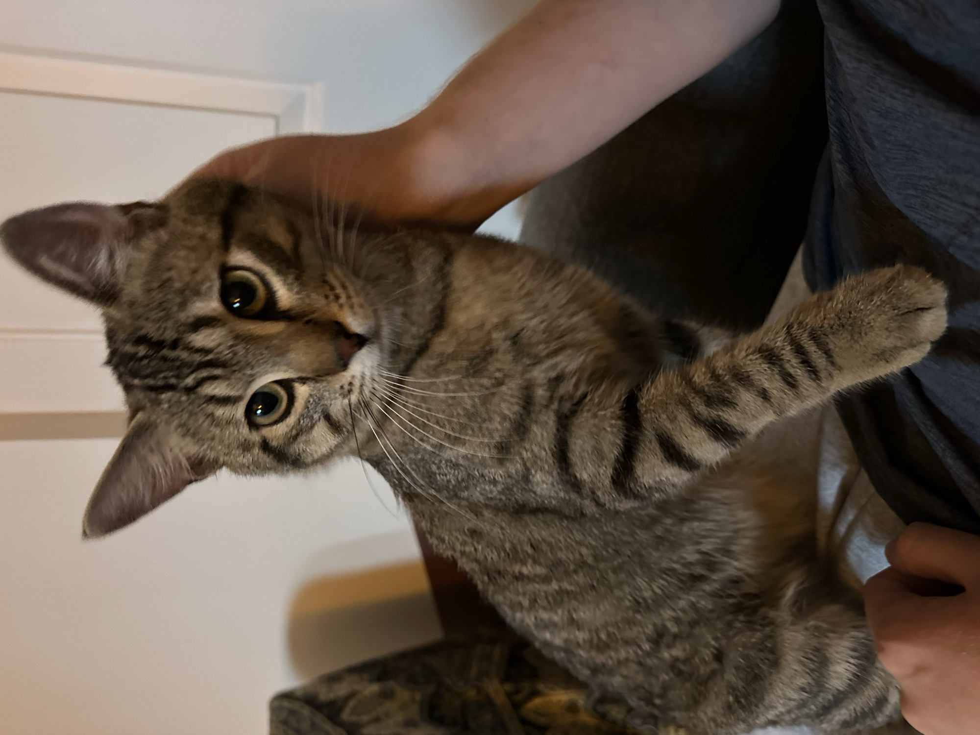 Foster cat Bandicoot