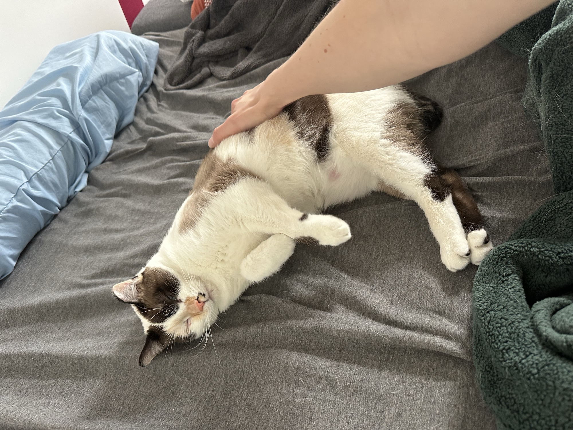 Coral after fostering