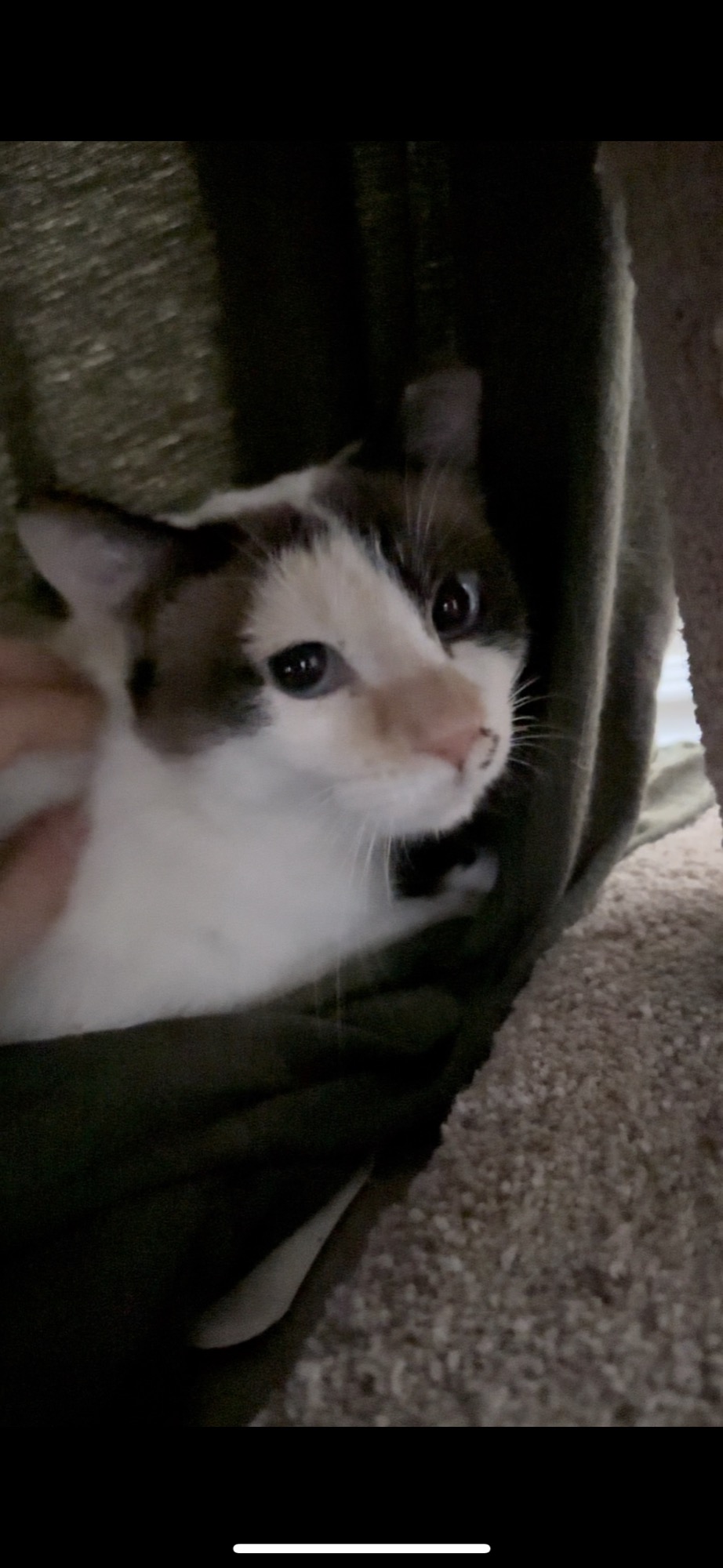 Coral before fostering