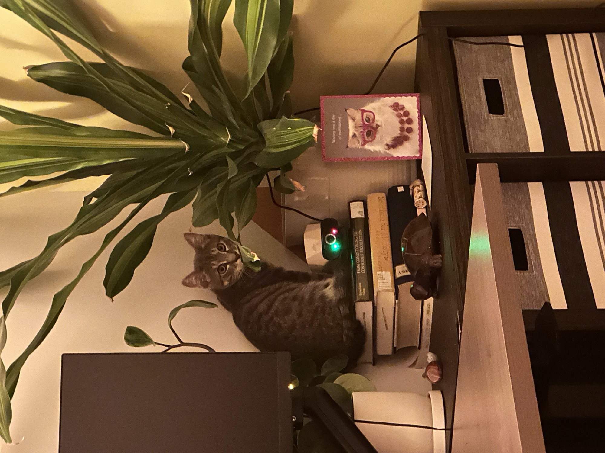 Foster cat Daemon