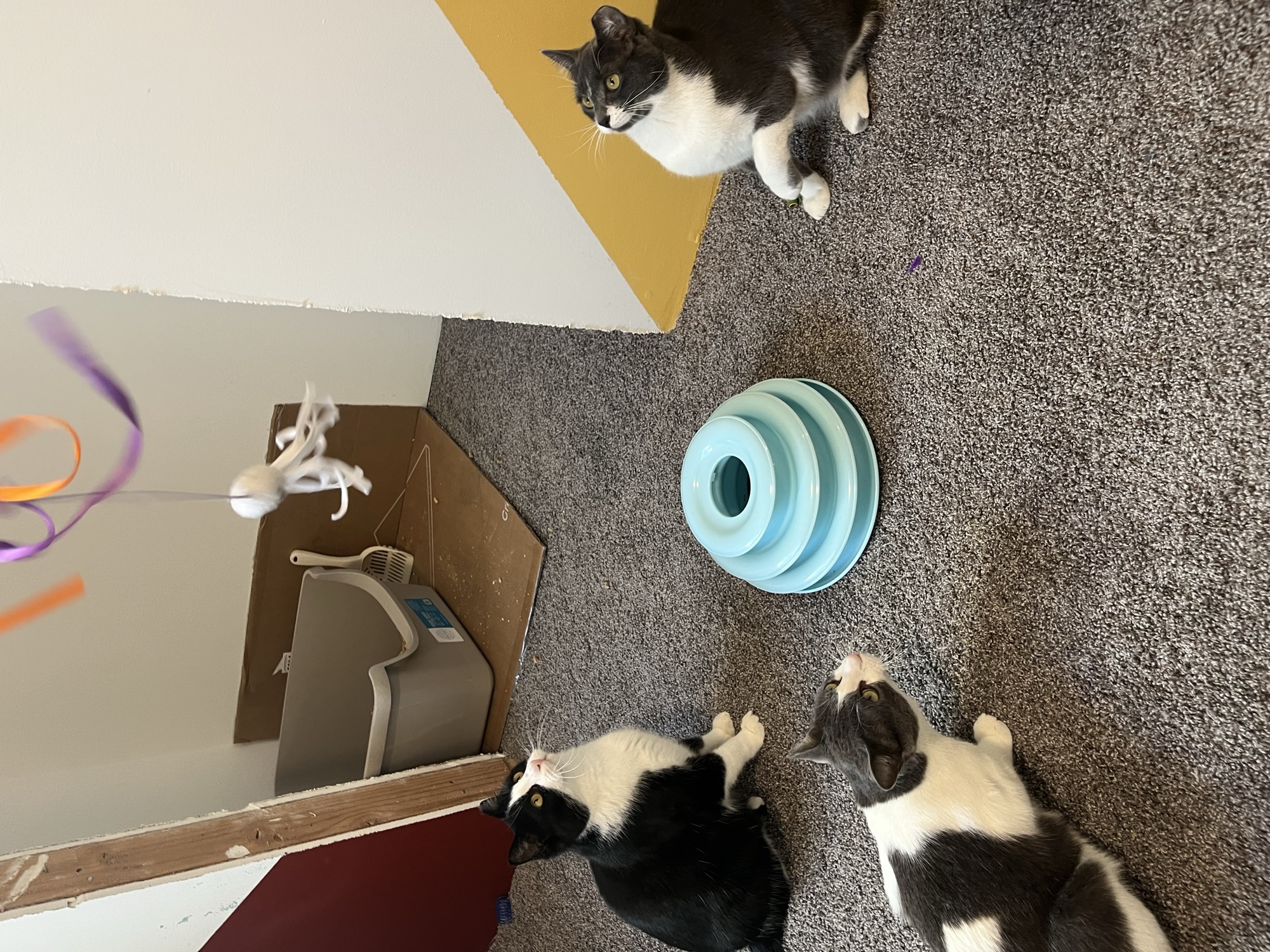 Foster cats