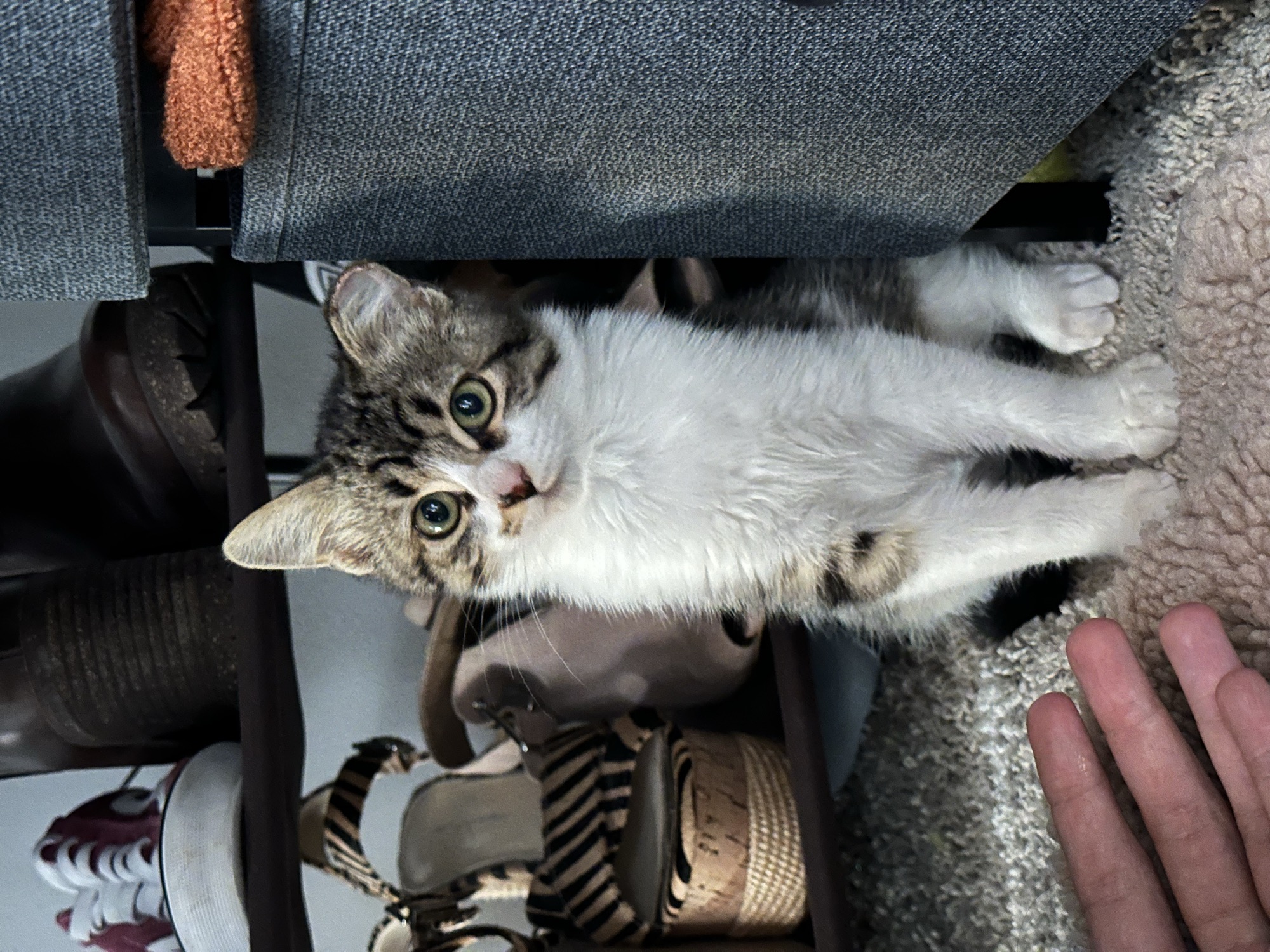 Goblin after fostering