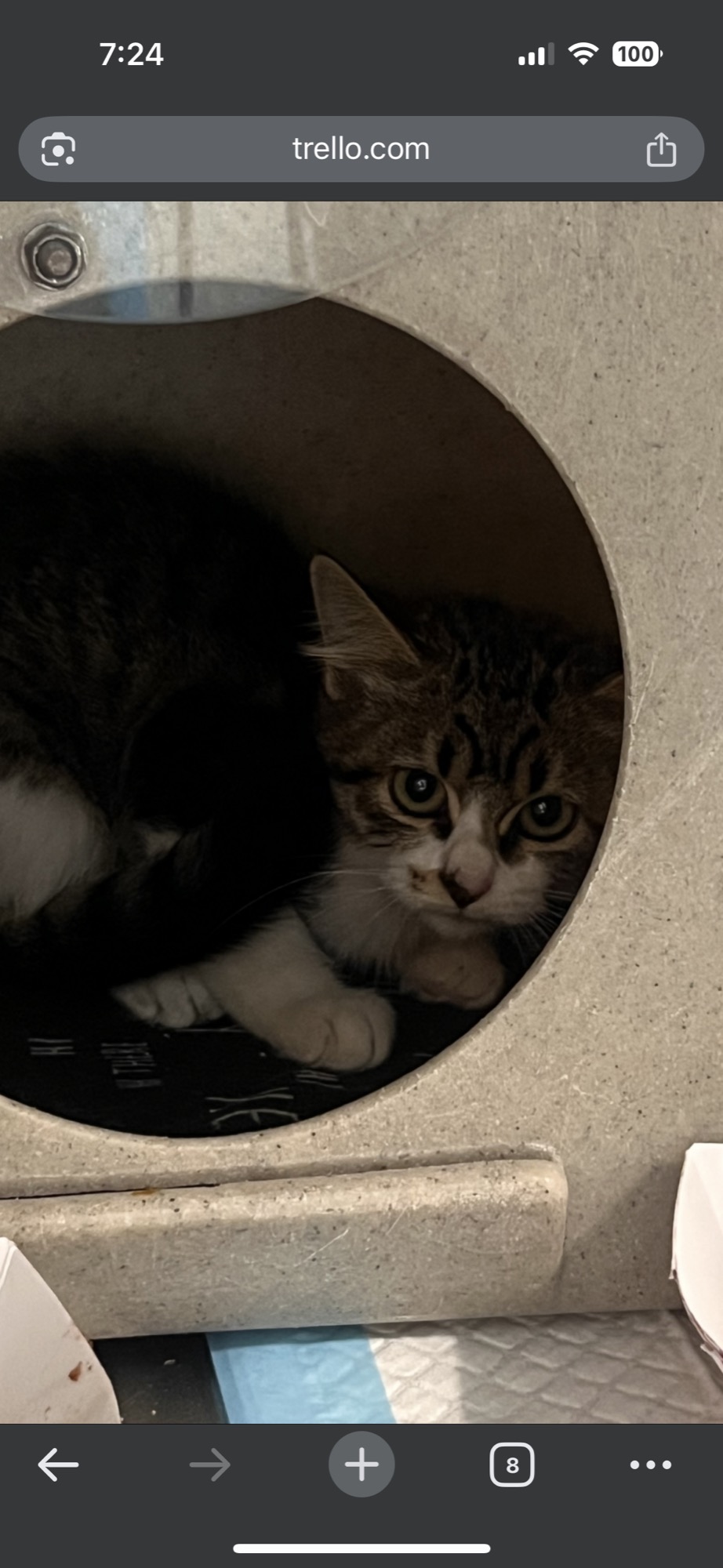 Goblin before fostering