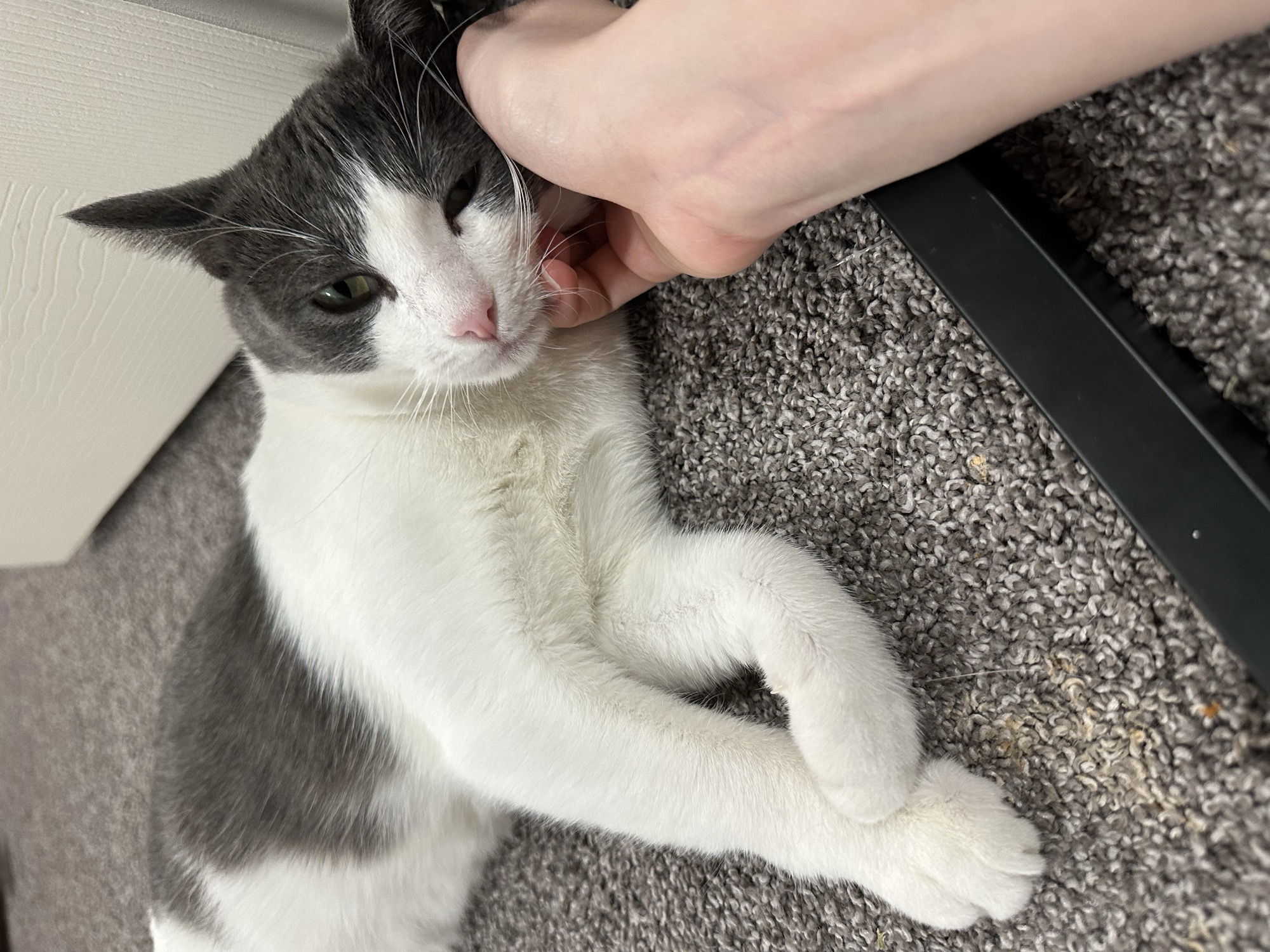 Foster cat Goji