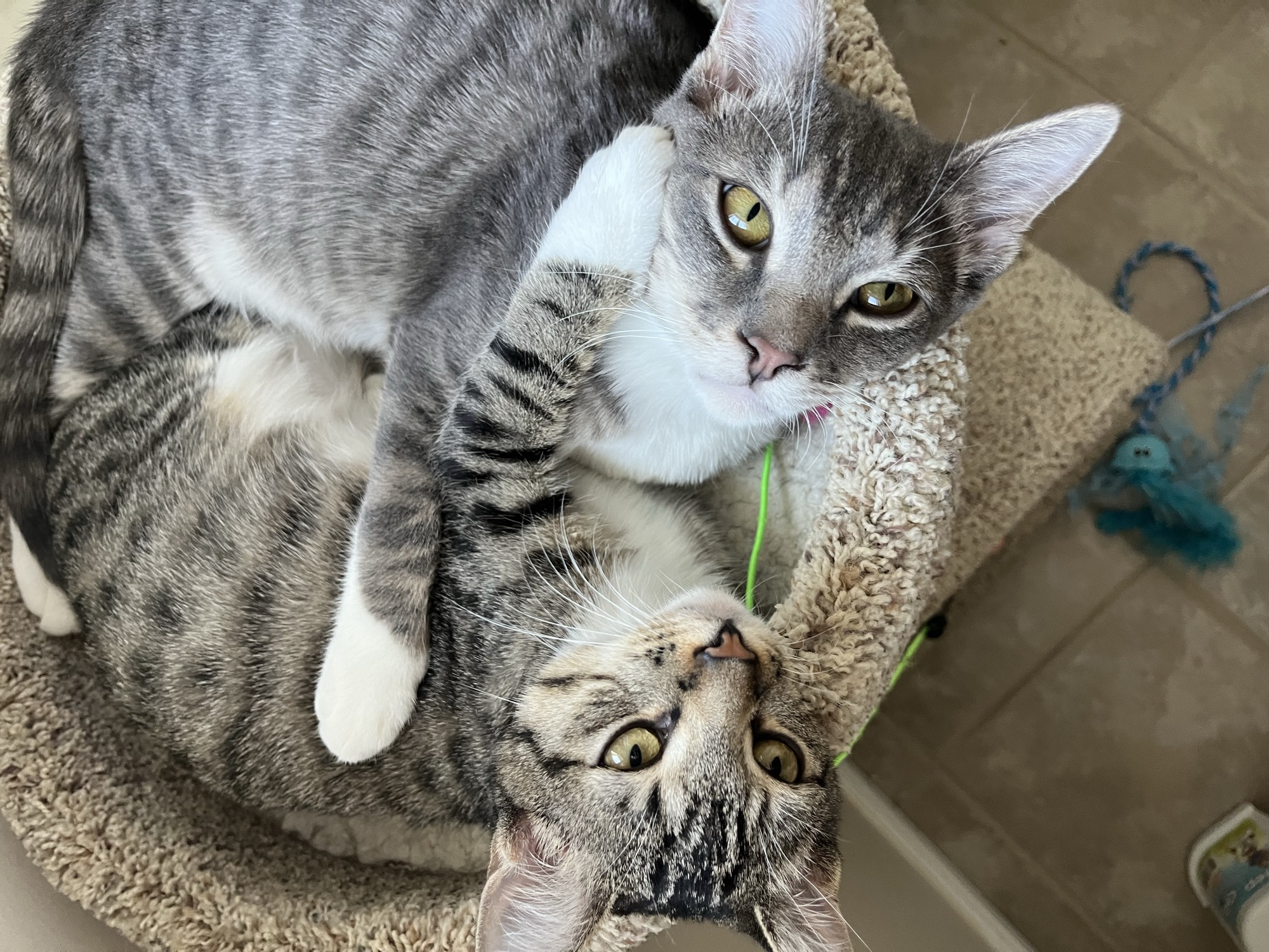 Jacaerys and Daemon after fostering
