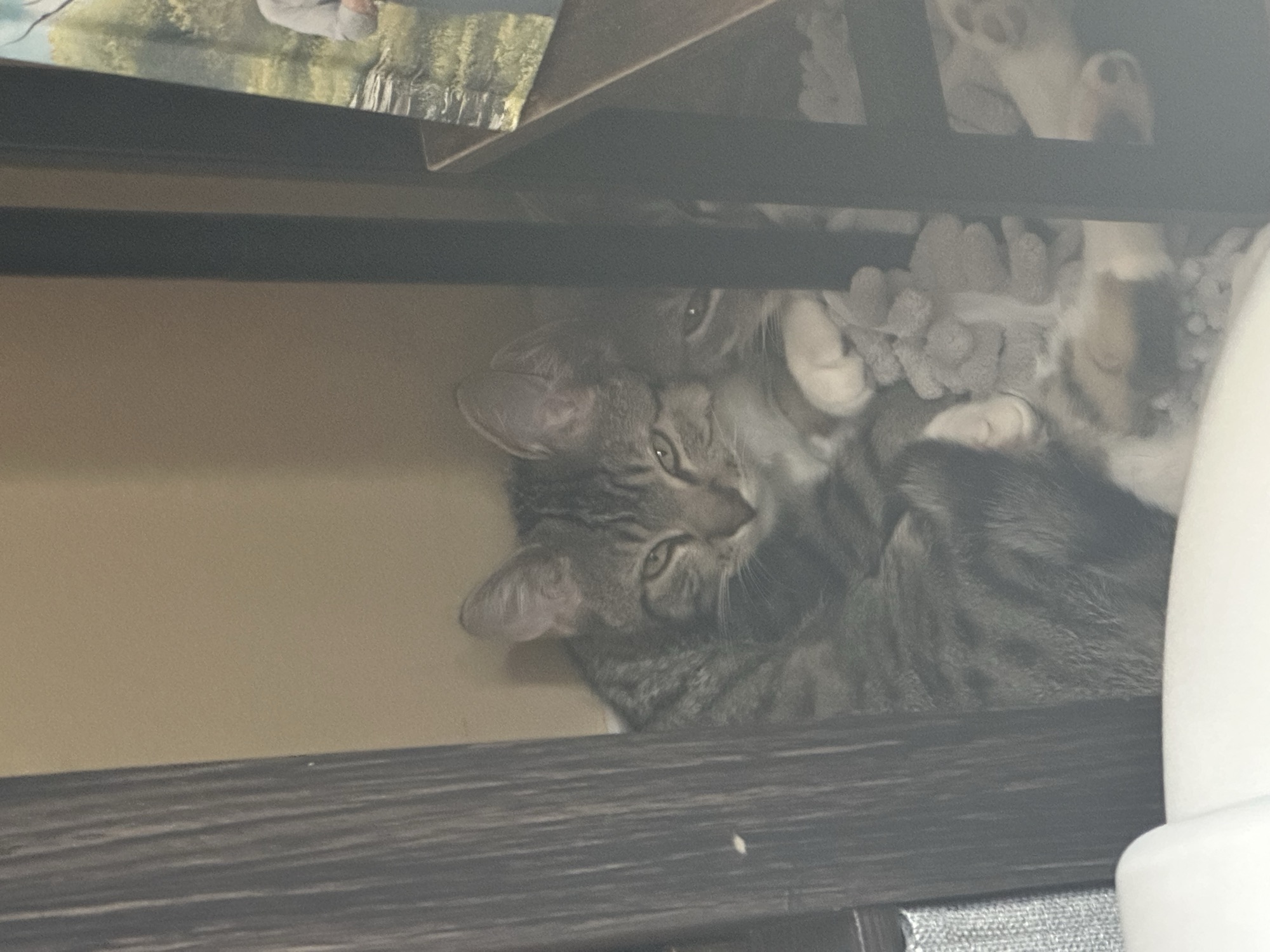 Jacaerys and Daemon before fostering