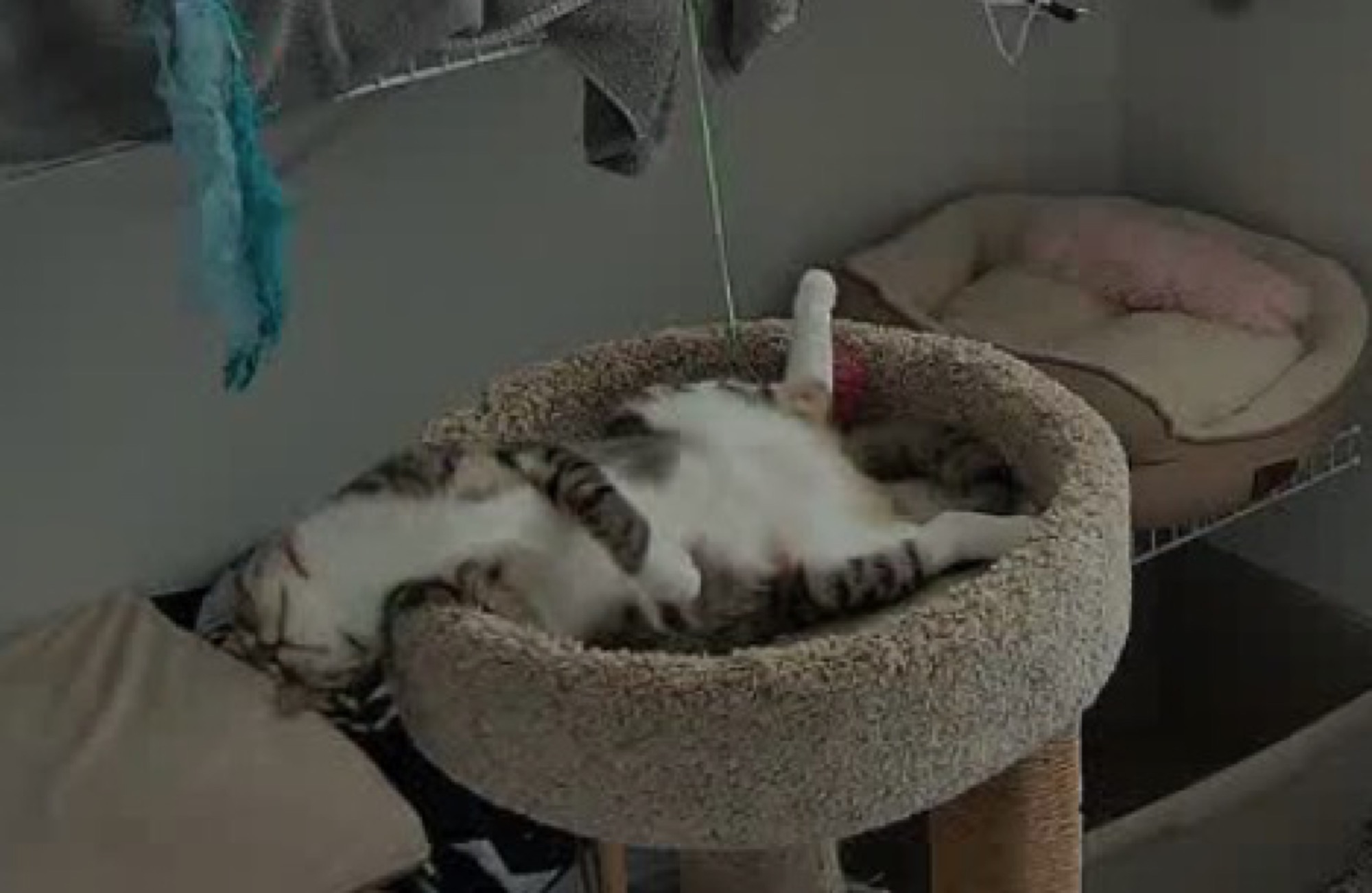 Foster cat Jacaerys