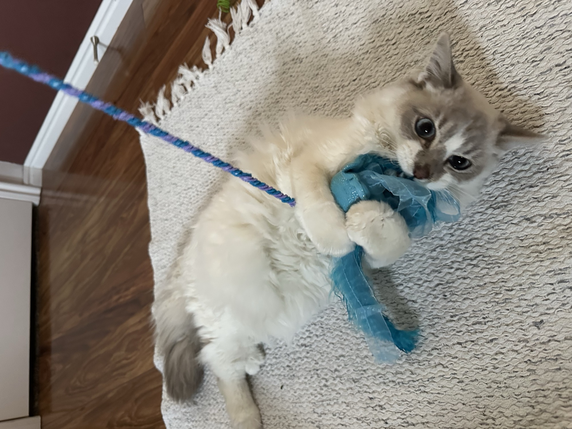 Foster cat Loverboy