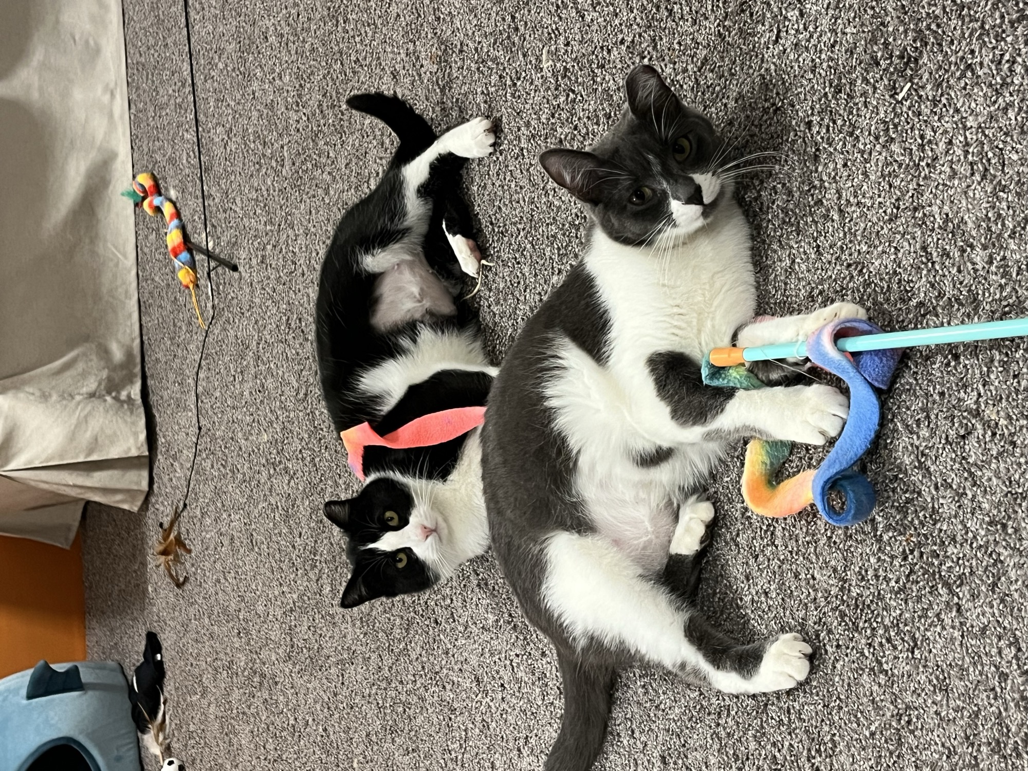 Luma after fostering