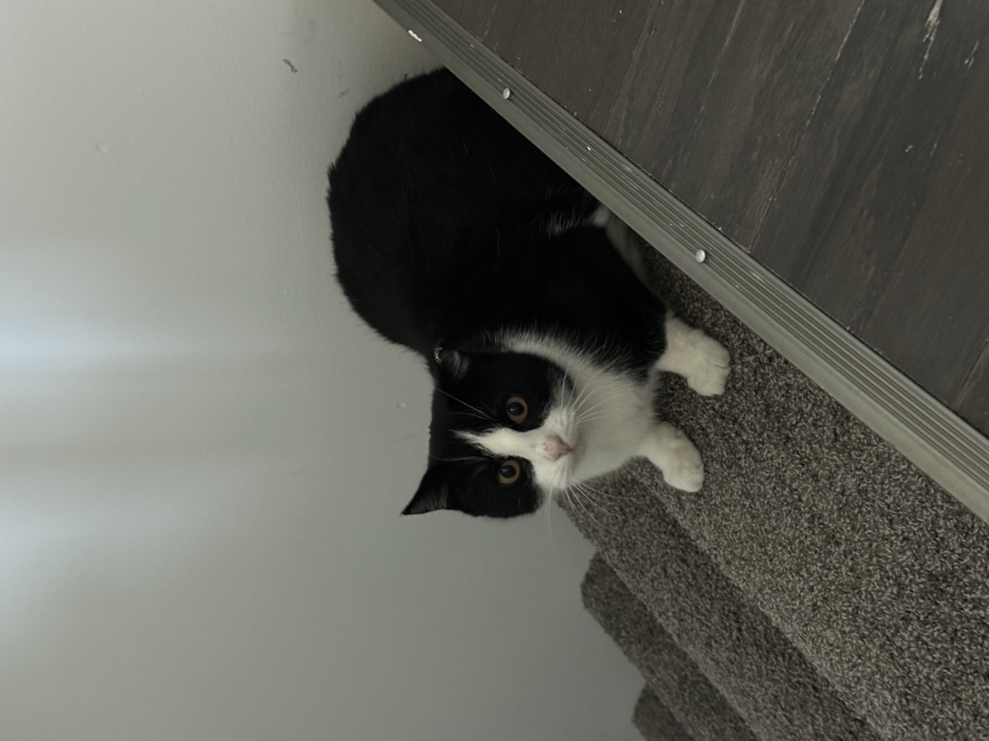 Luma before fostering