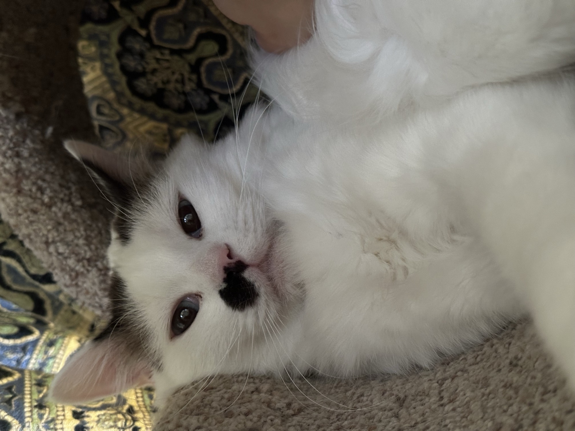 Meeko after fostering