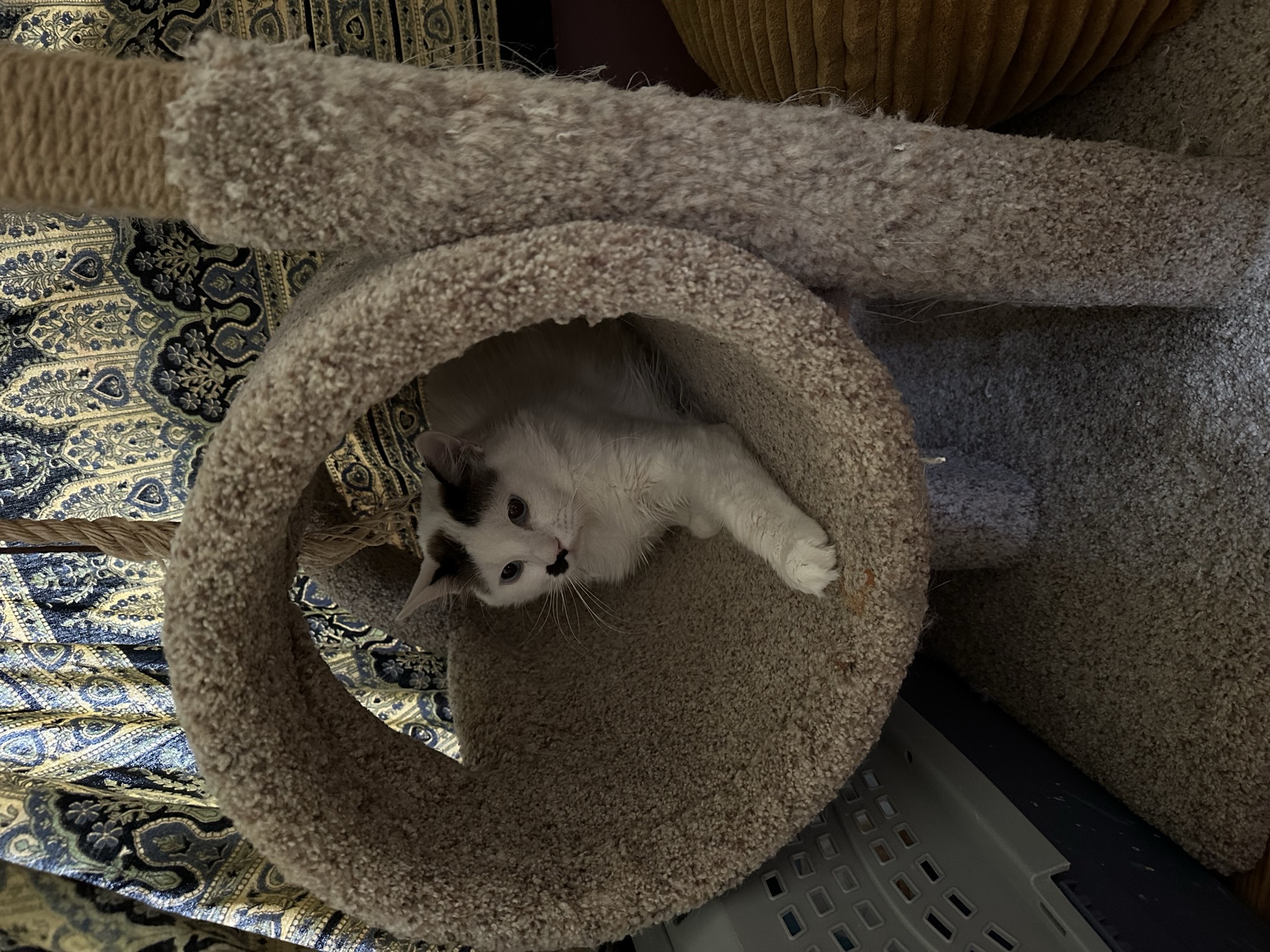 Meeko before fostering