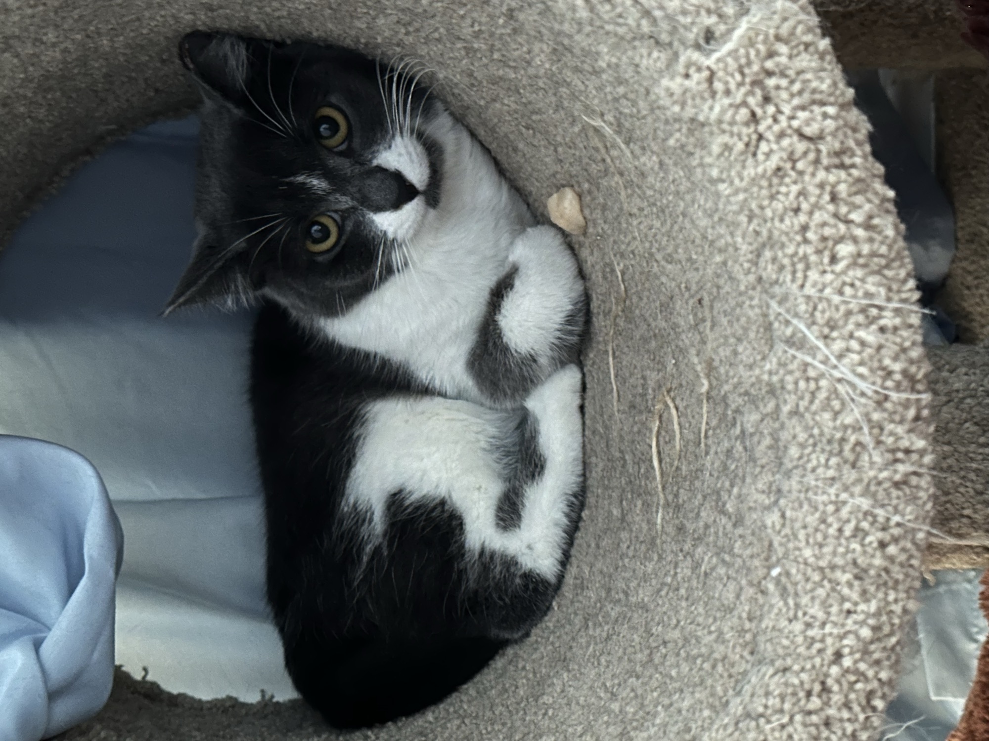 Mildura before fostering
