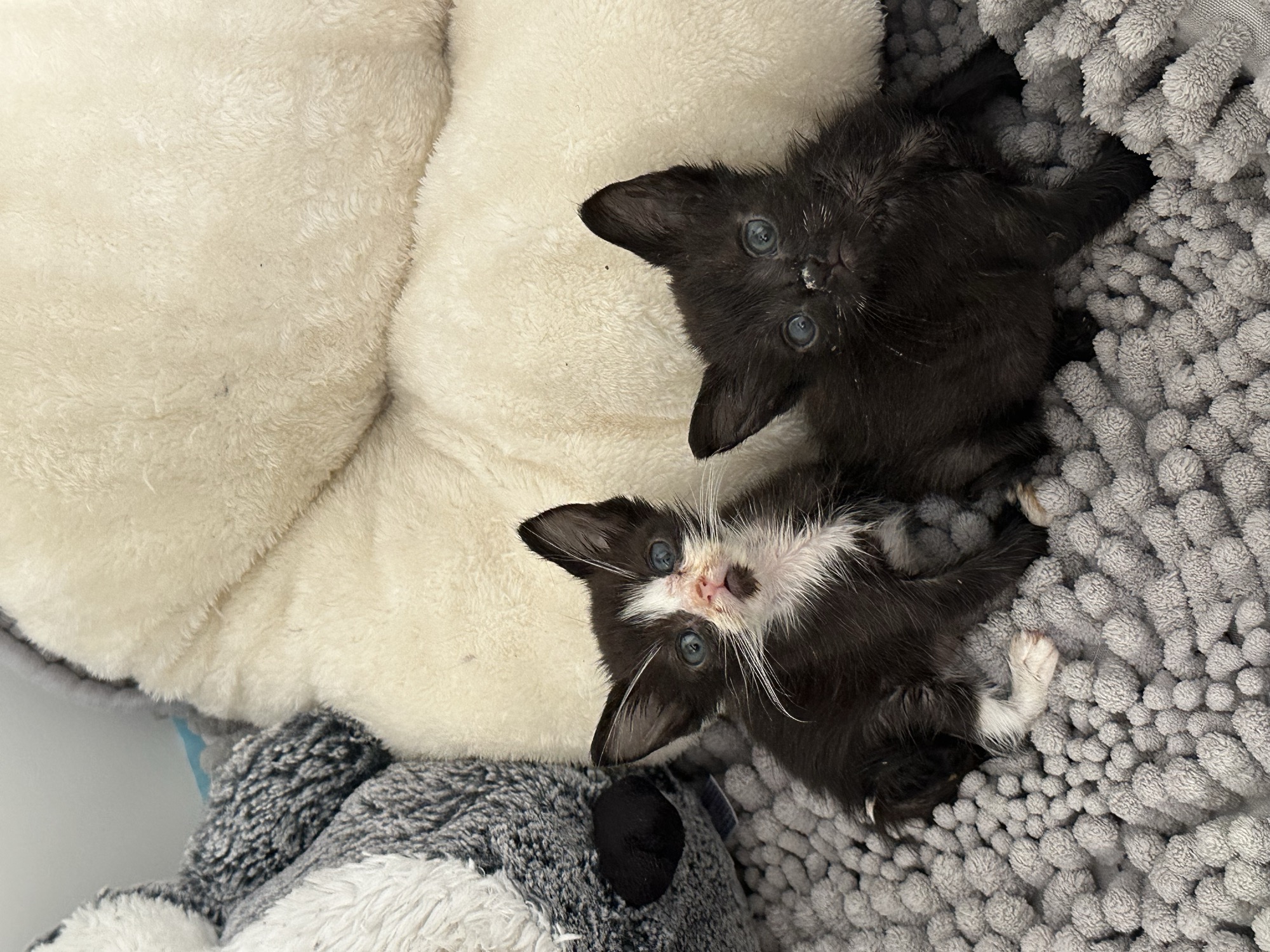 Foster cats Thing 1 and Thing 2