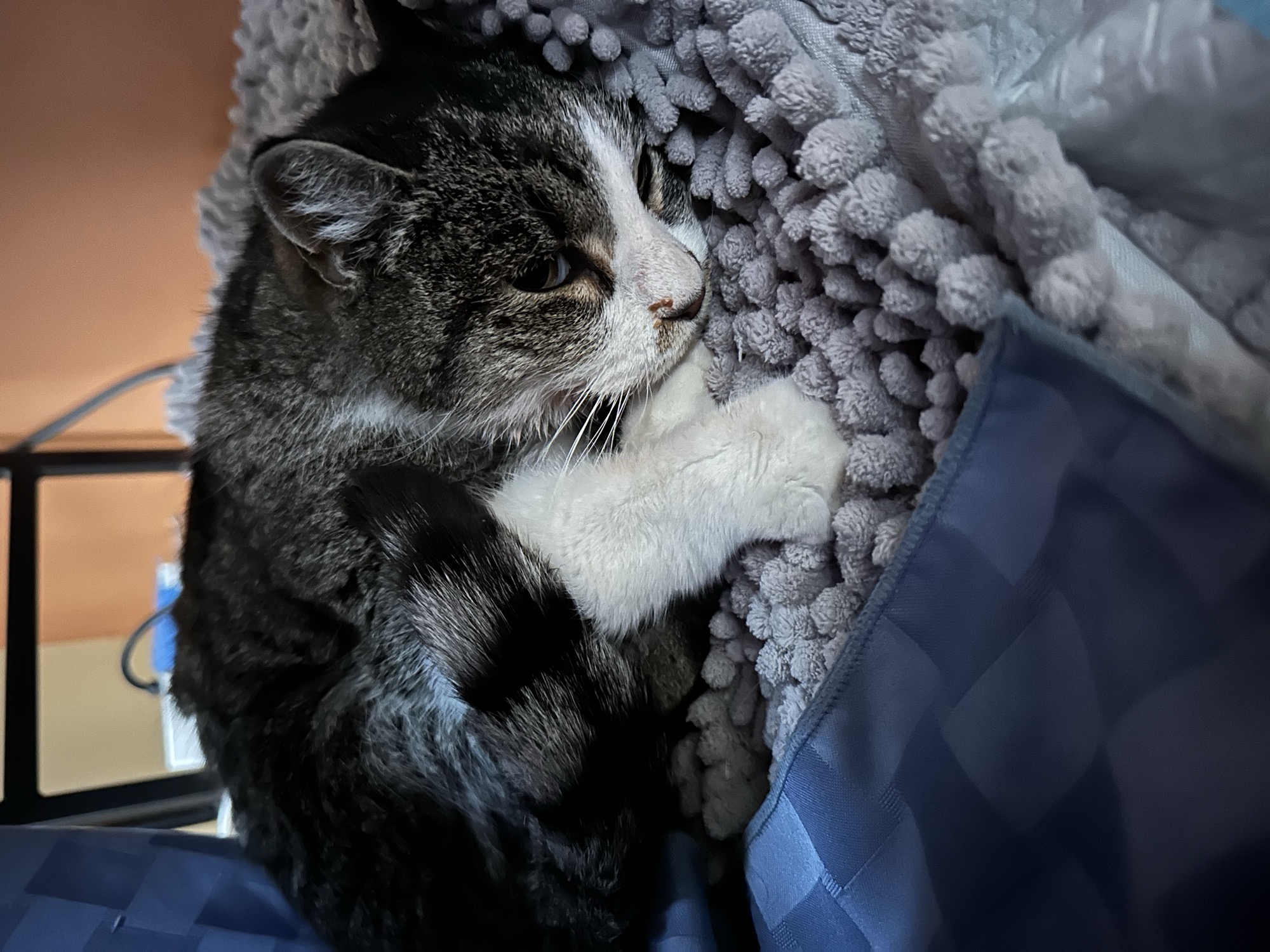 Foster cat Tulip