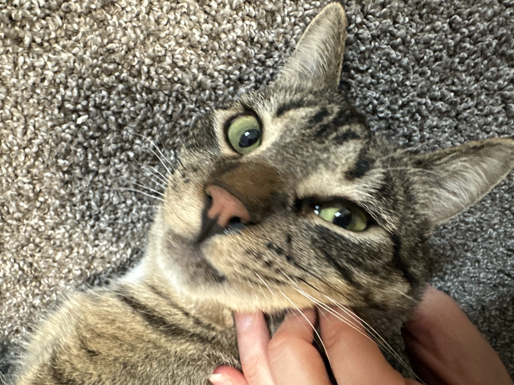 Turtle after fostering