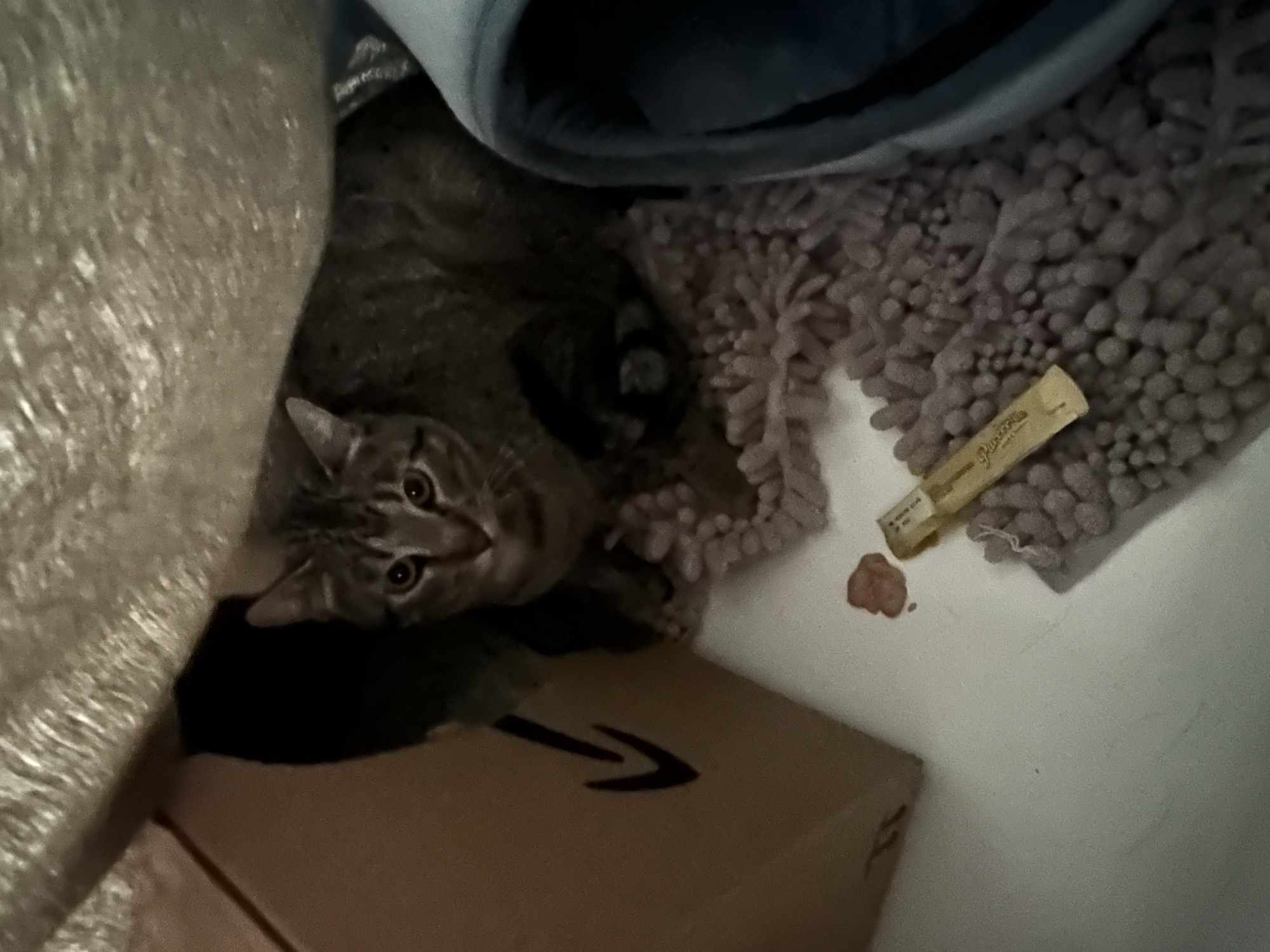 Turtle before fostering