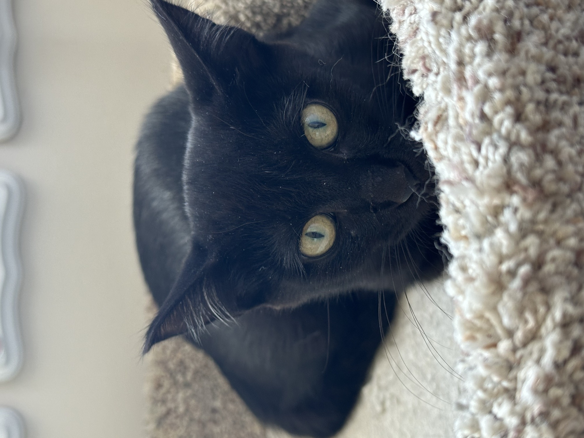 Zee before fostering