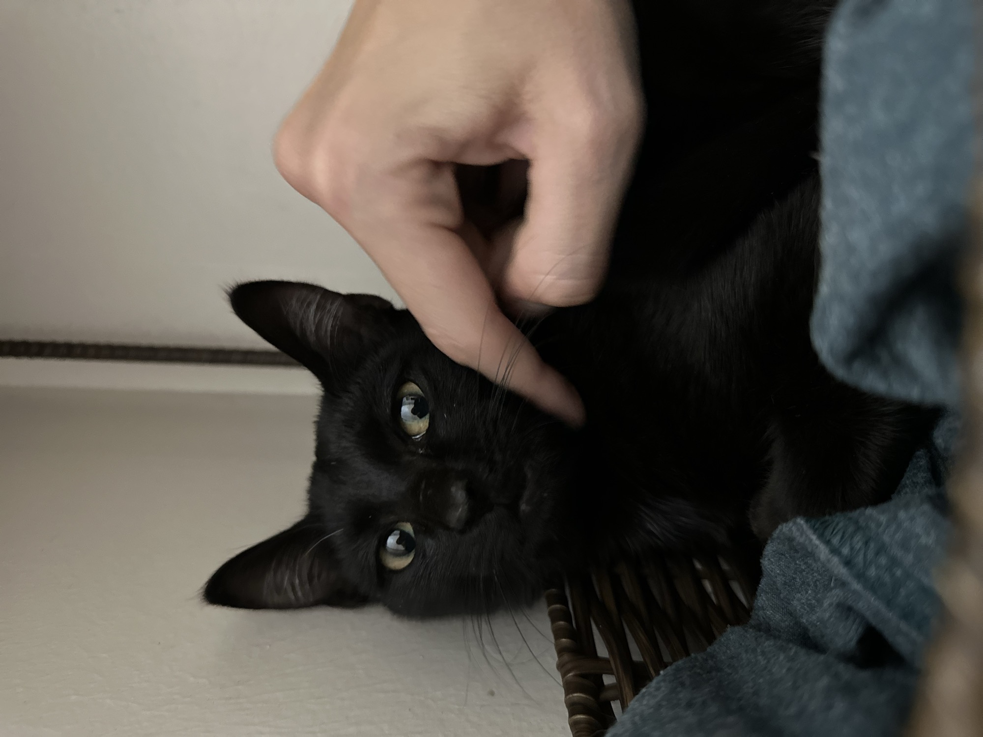 Foster cat Zee