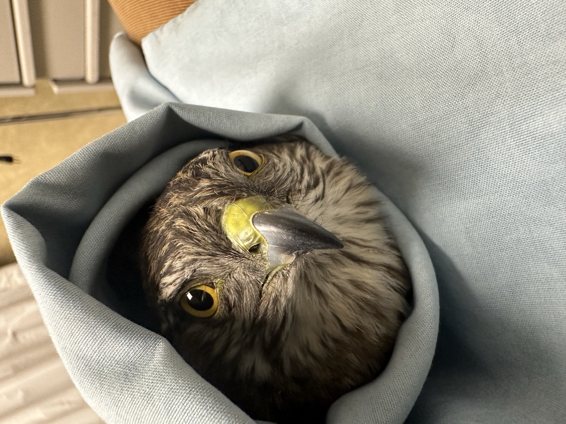 Rescued raptor in care at the Wildlife Center of Salt Lake