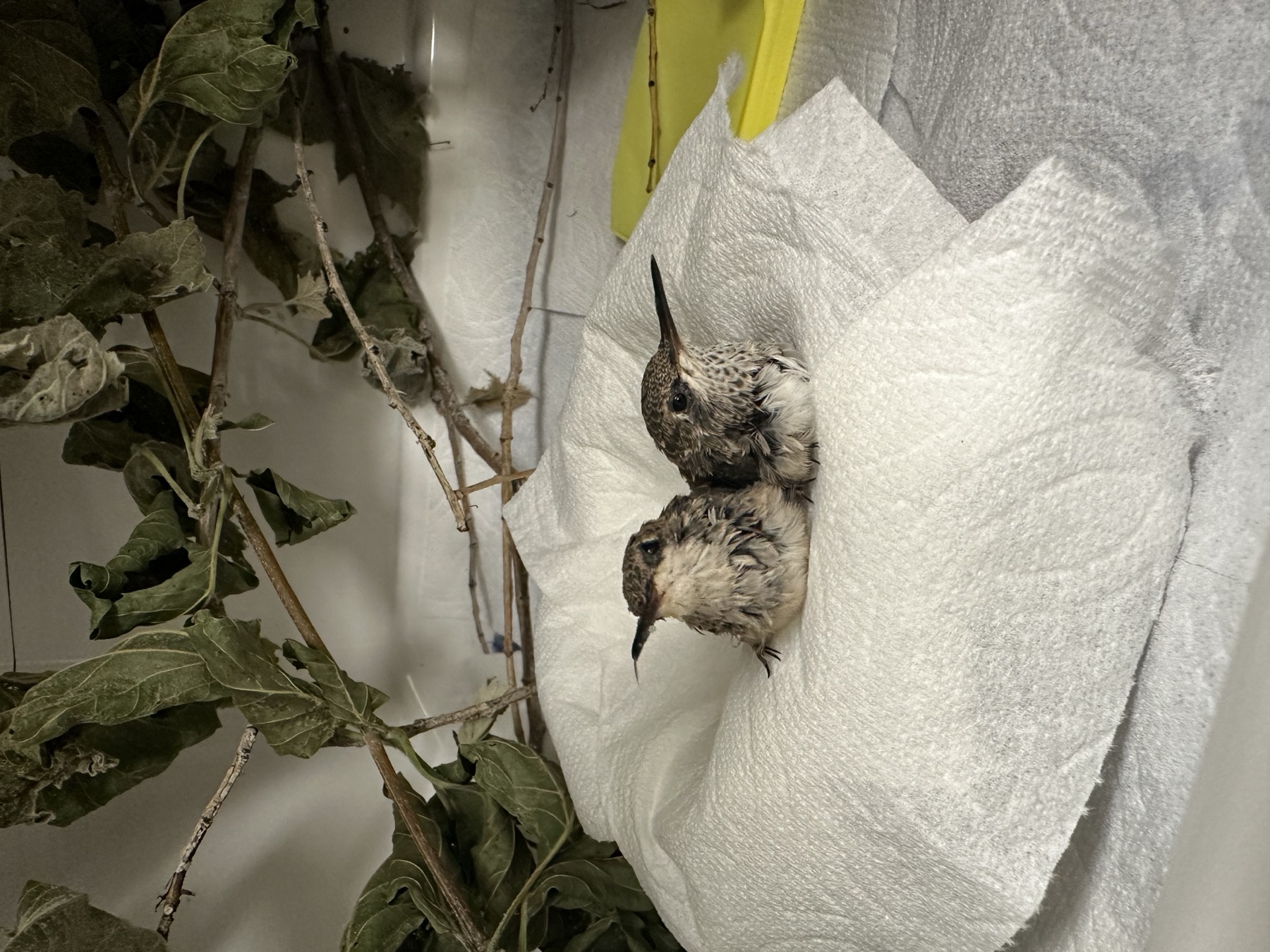 Rescued baby hummingbirds in care at the Wildlife Center of Salt Lake